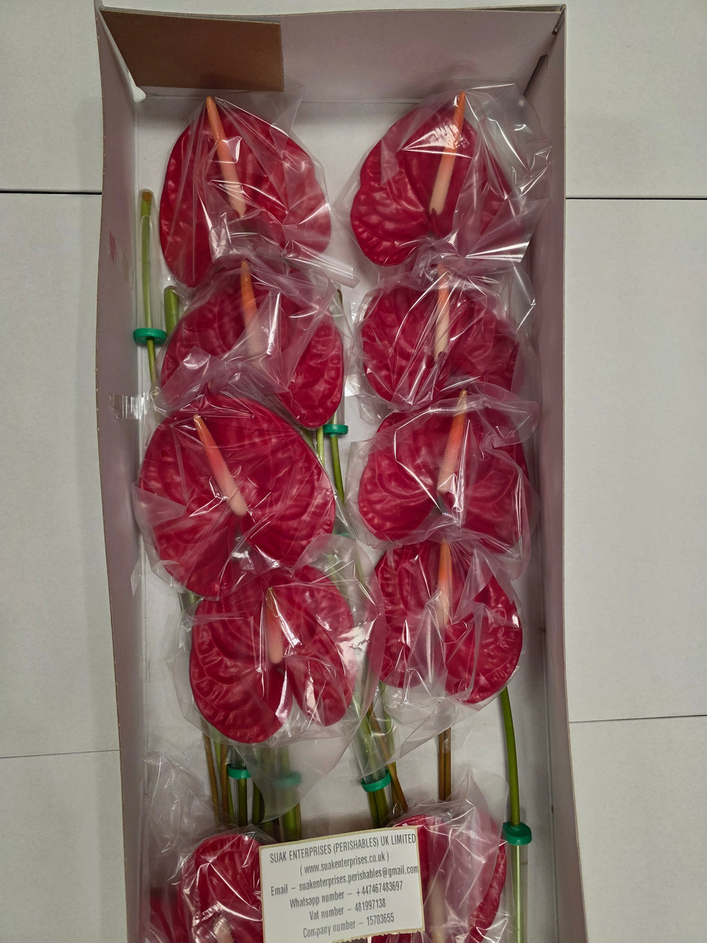 Anthirium Rambla(Bunch of 16 stems)