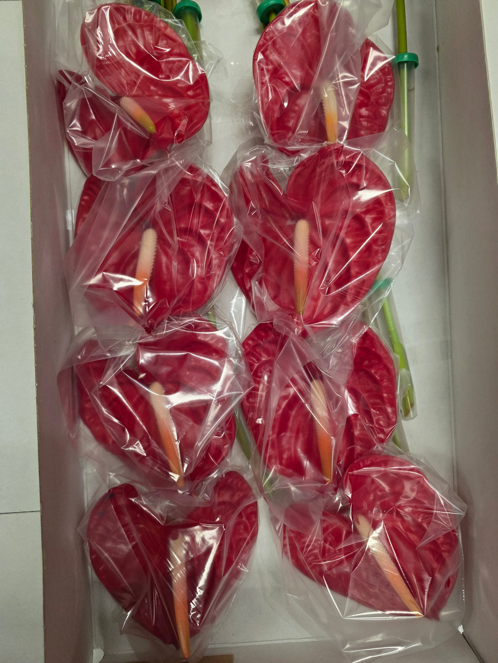 Anthirium Rambla(Bunch of 16 stems)