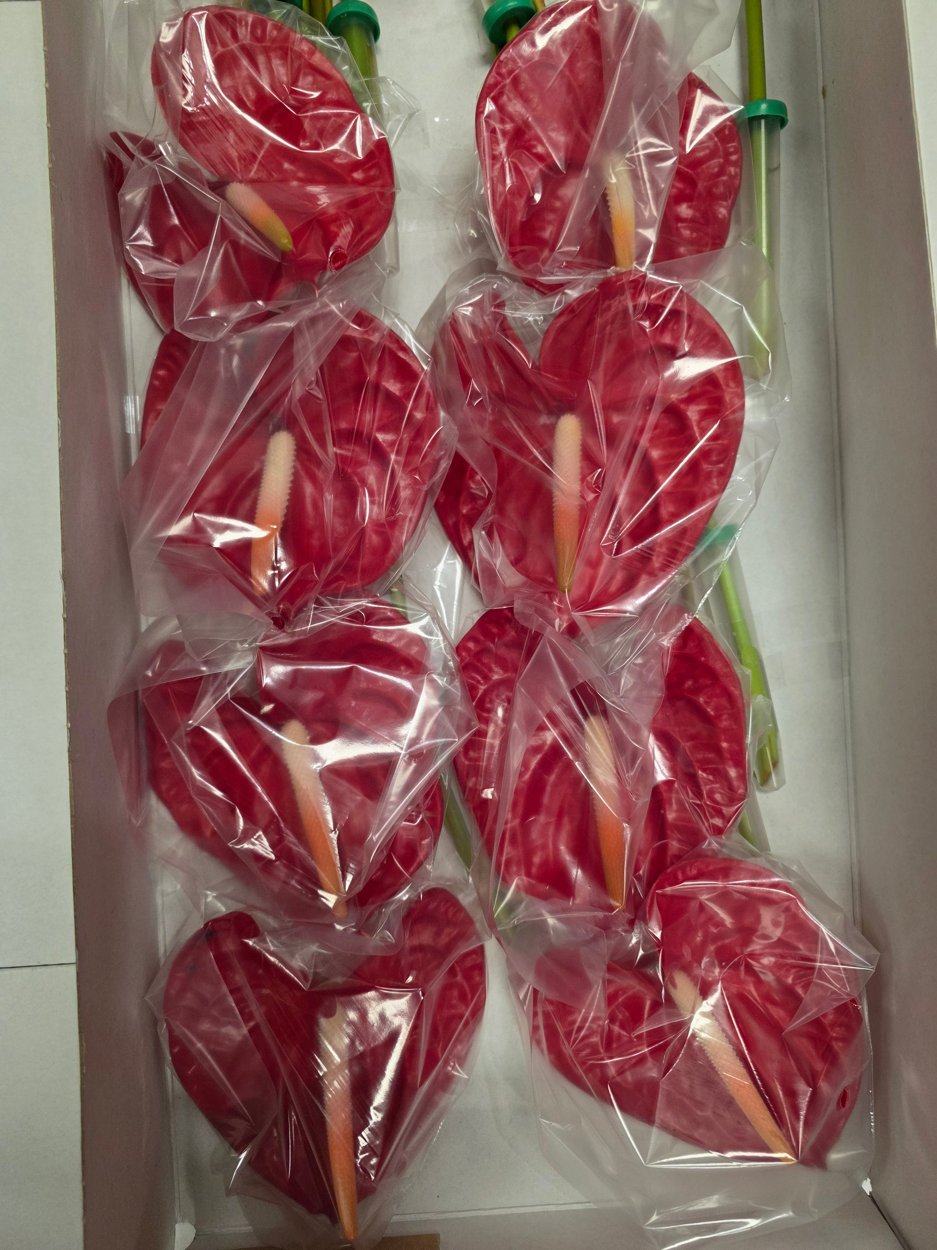 Anthirium Rambla(Bunch of 16 stems)