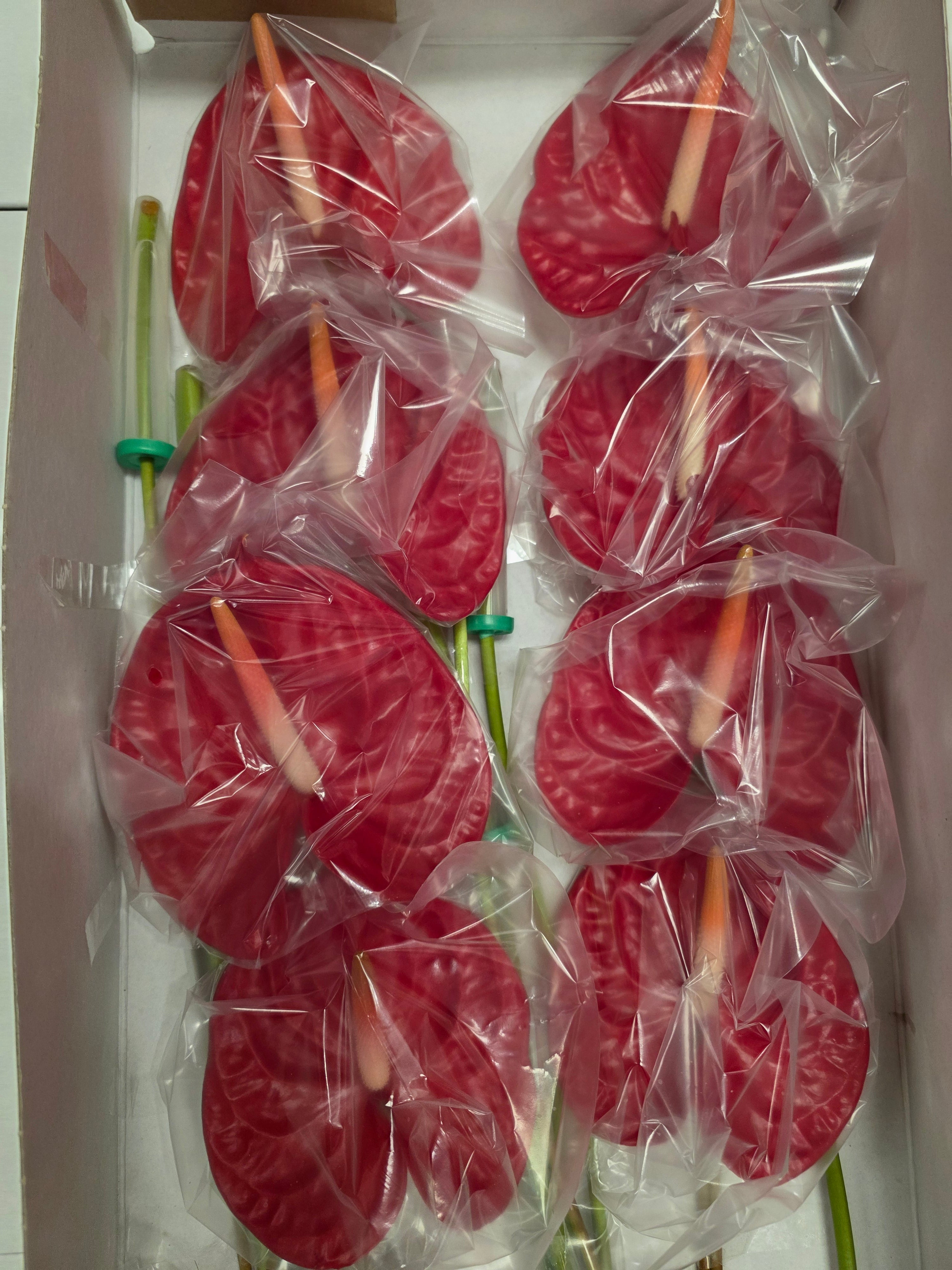 Anthirium Rambla(Bunch of 16 stems)