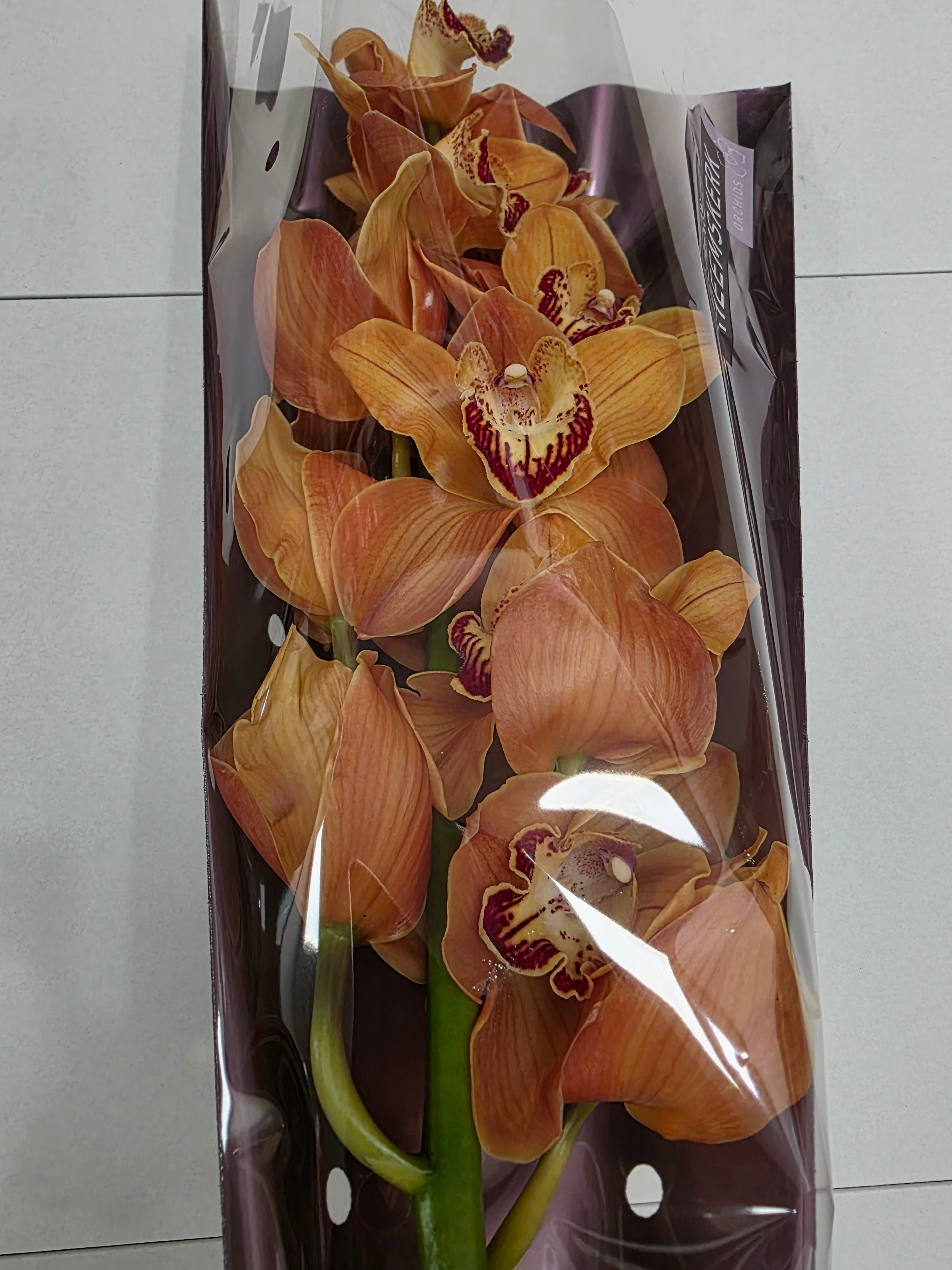 Farm Fresh Orchid/Cymbidium Tak Arancia (Bunch of 1 stems, Length 60cm)