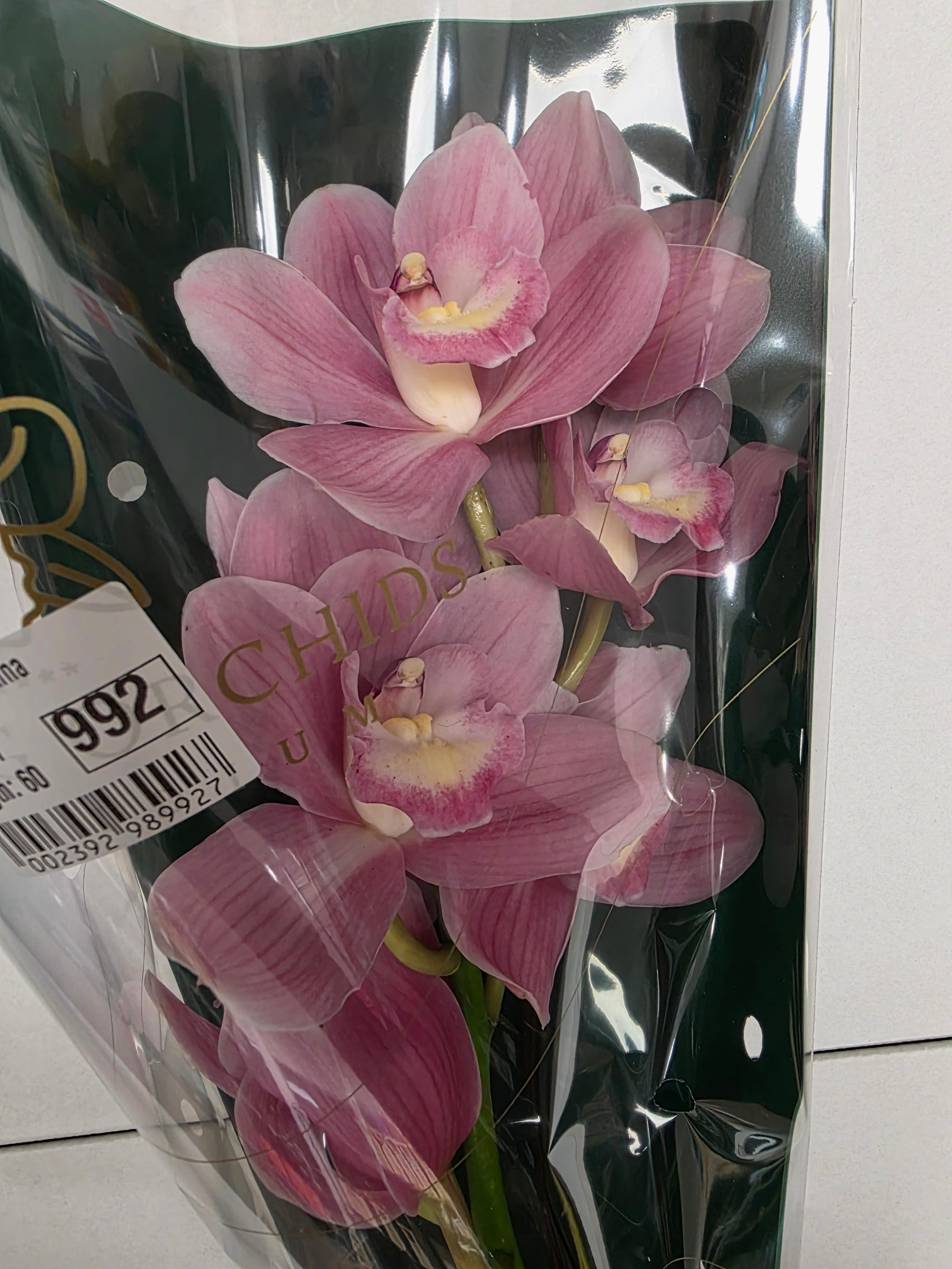 Farm Fresh Orchid/Cymbidium Tak Rosanna (Bunch of 1 stems, Length 60cm)