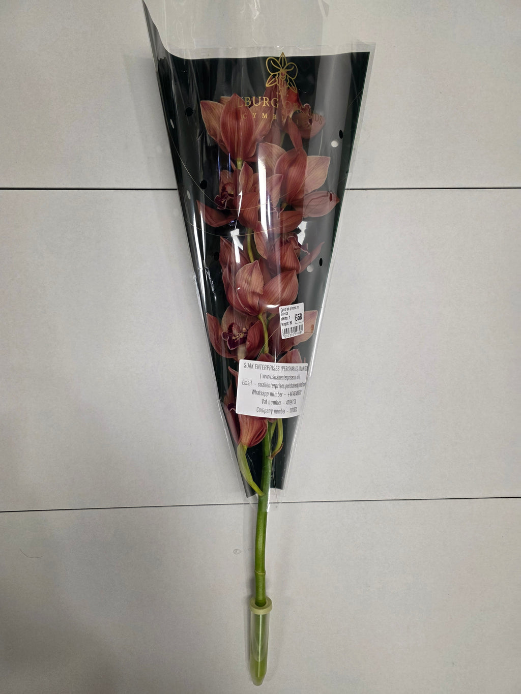 Farm Fresh Orchid/Cymbidium Tak Princess Frederica (Bunch of 1 stems, Length 60cm)