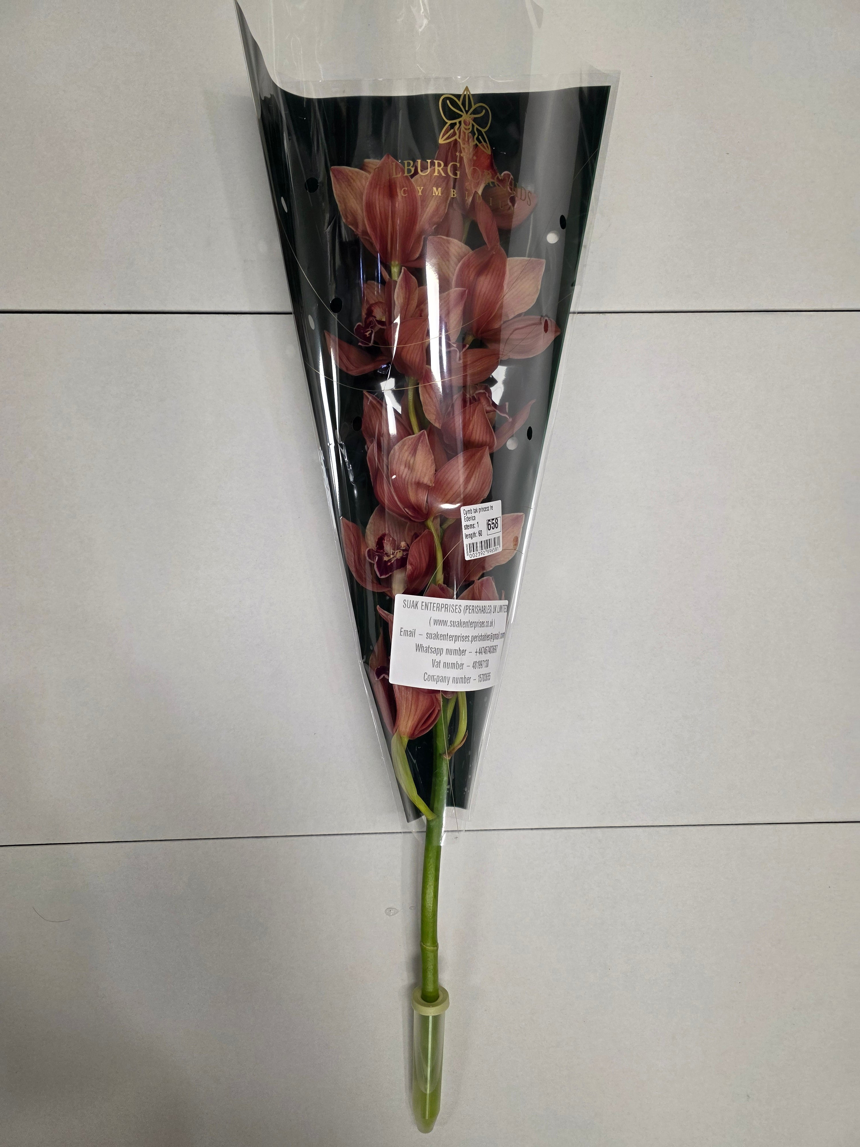 Farm Fresh Orchid/Cymbidium Tak Princess Frederica (Bunch of 1 stems, Length 60cm)