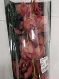 Farm Fresh Orchid/Cymbidium Tak Princess Frederica (Bunch of 1 stems, Length 60cm)