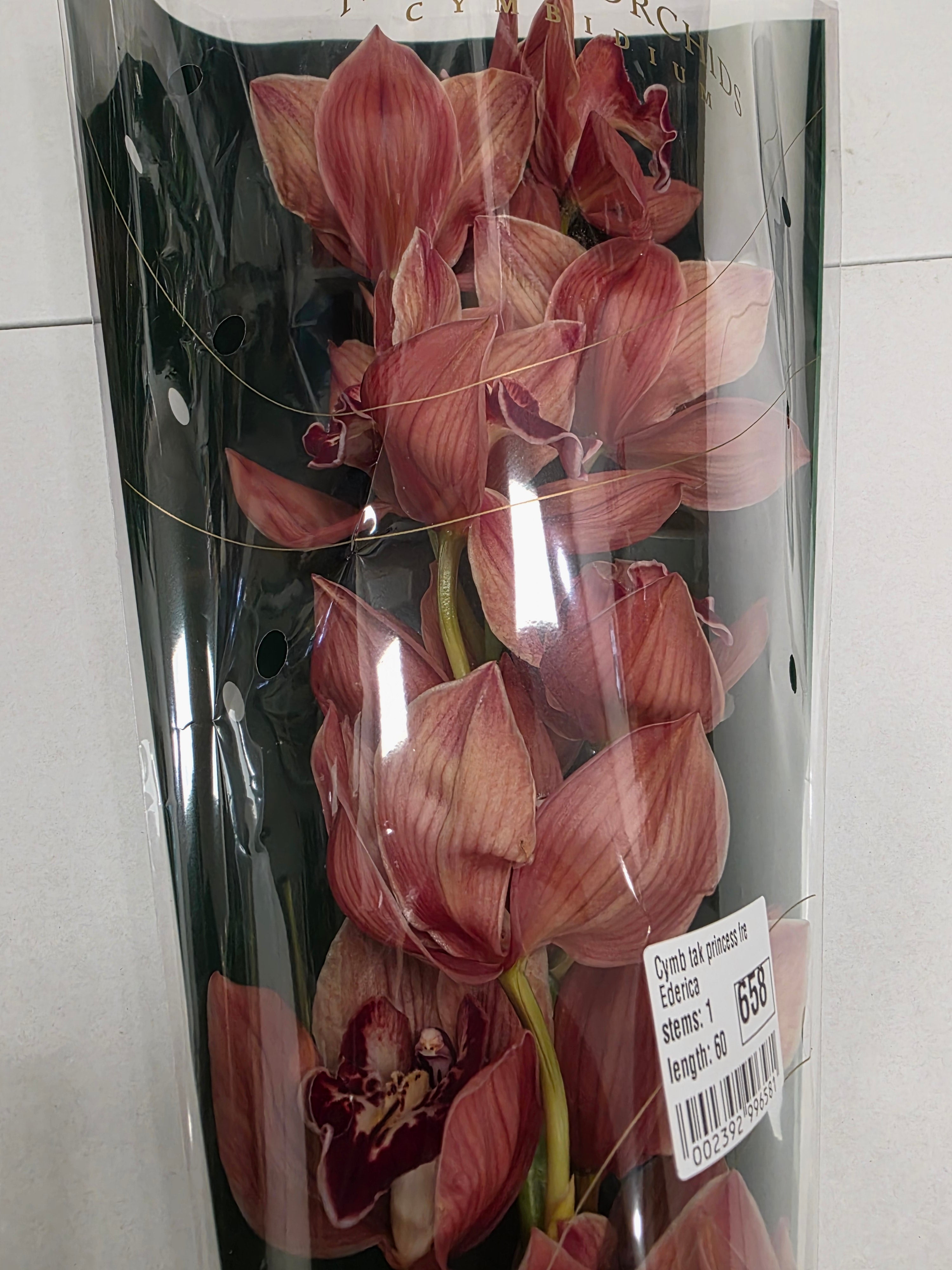 Farm Fresh Orchid/Cymbidium Tak Princess Frederica (Bunch of 1 stems, Length 60cm)