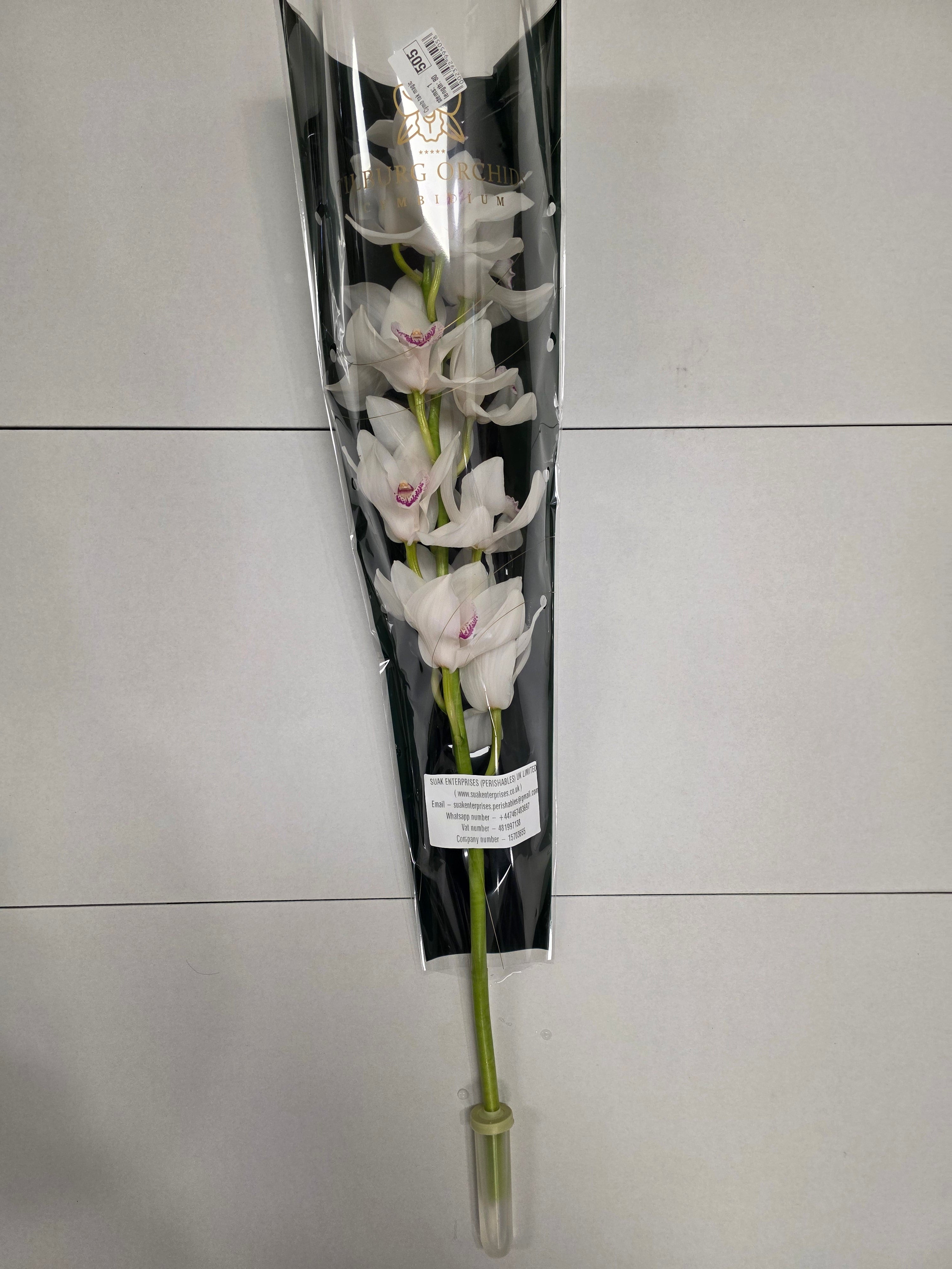 Farm Fresh Orchid/Cymbidium Tak Magic (Bunch of 1 stems, Length 80cm)