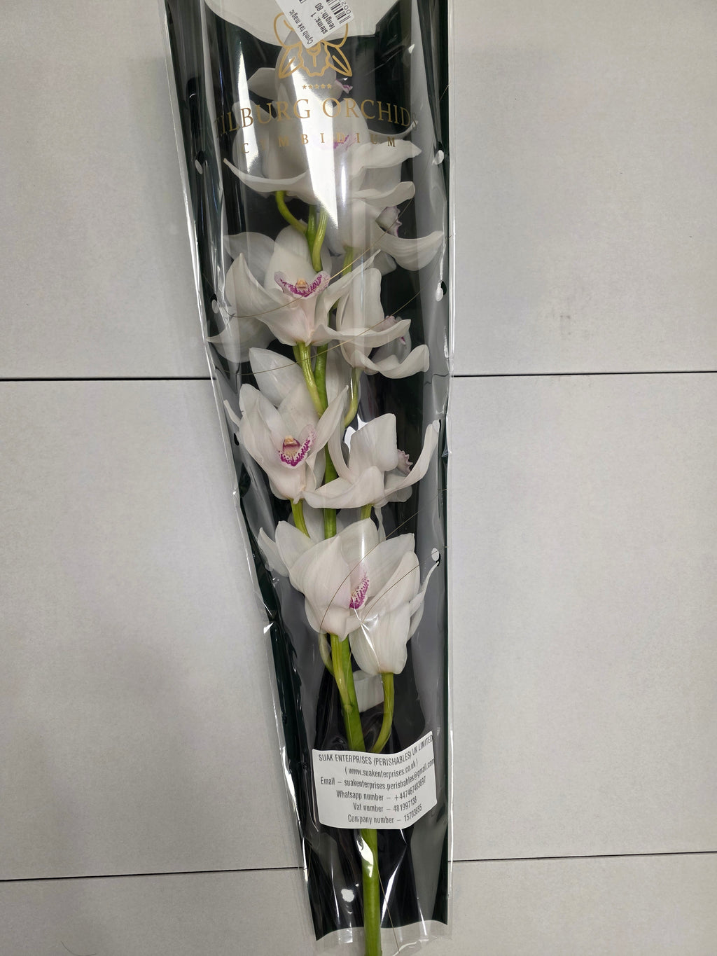 Farm Fresh Orchid/Cymbidium Tak Magic (Bunch of 1 stems, Length 80cm)