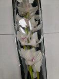 Farm Fresh Orchid/Cymbidium Tak Magic (Bunch of 1 stems, Length 80cm)