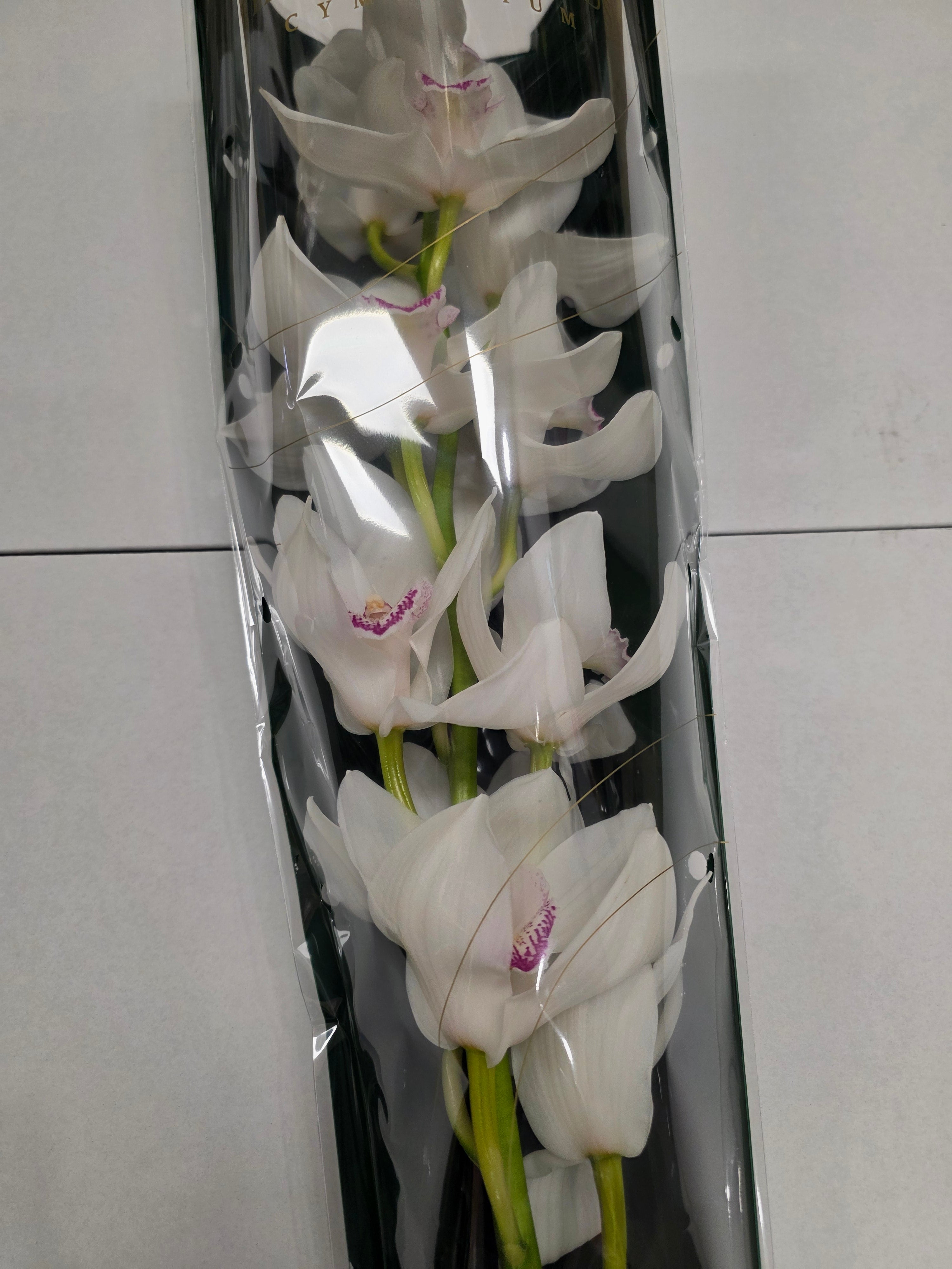 Farm Fresh Orchid/Cymbidium Tak Magic (Bunch of 1 stems, Length 80cm)