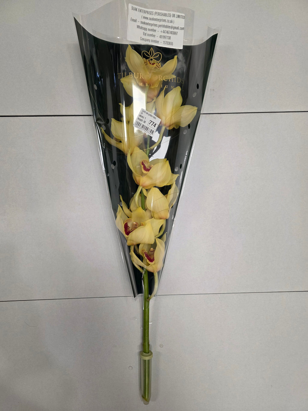Farm Fresh Orchids/Cymbidium Tak Golden Fleece(Bunch of 1unit, Length 50cm)