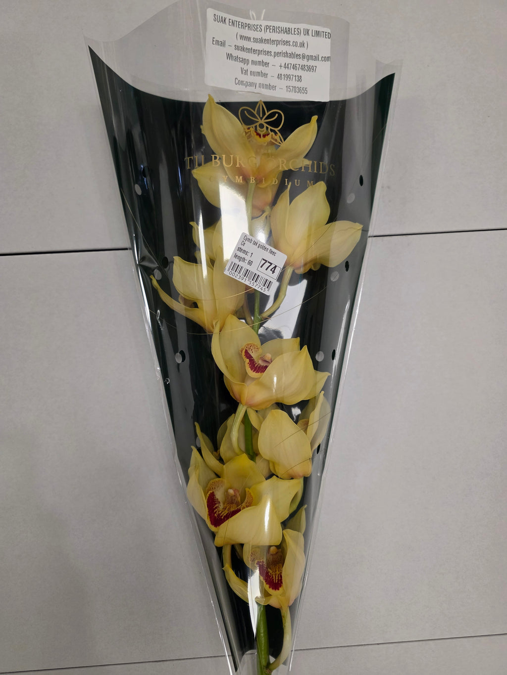 Farm Fresh Orchid/Cymbidium Tak Golden Fleece (Bunch of 1 stems, Length 60cm)