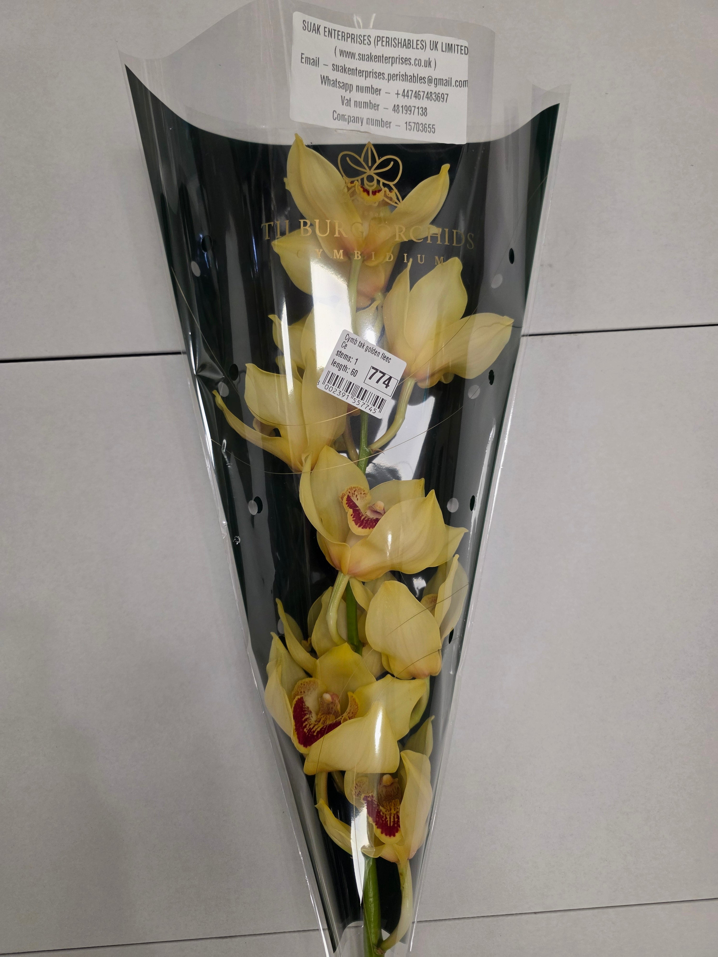 Farm Fresh Orchid/Cymbidium Tak Golden Fleece (Bunch of 1 stems, Length 60cm)