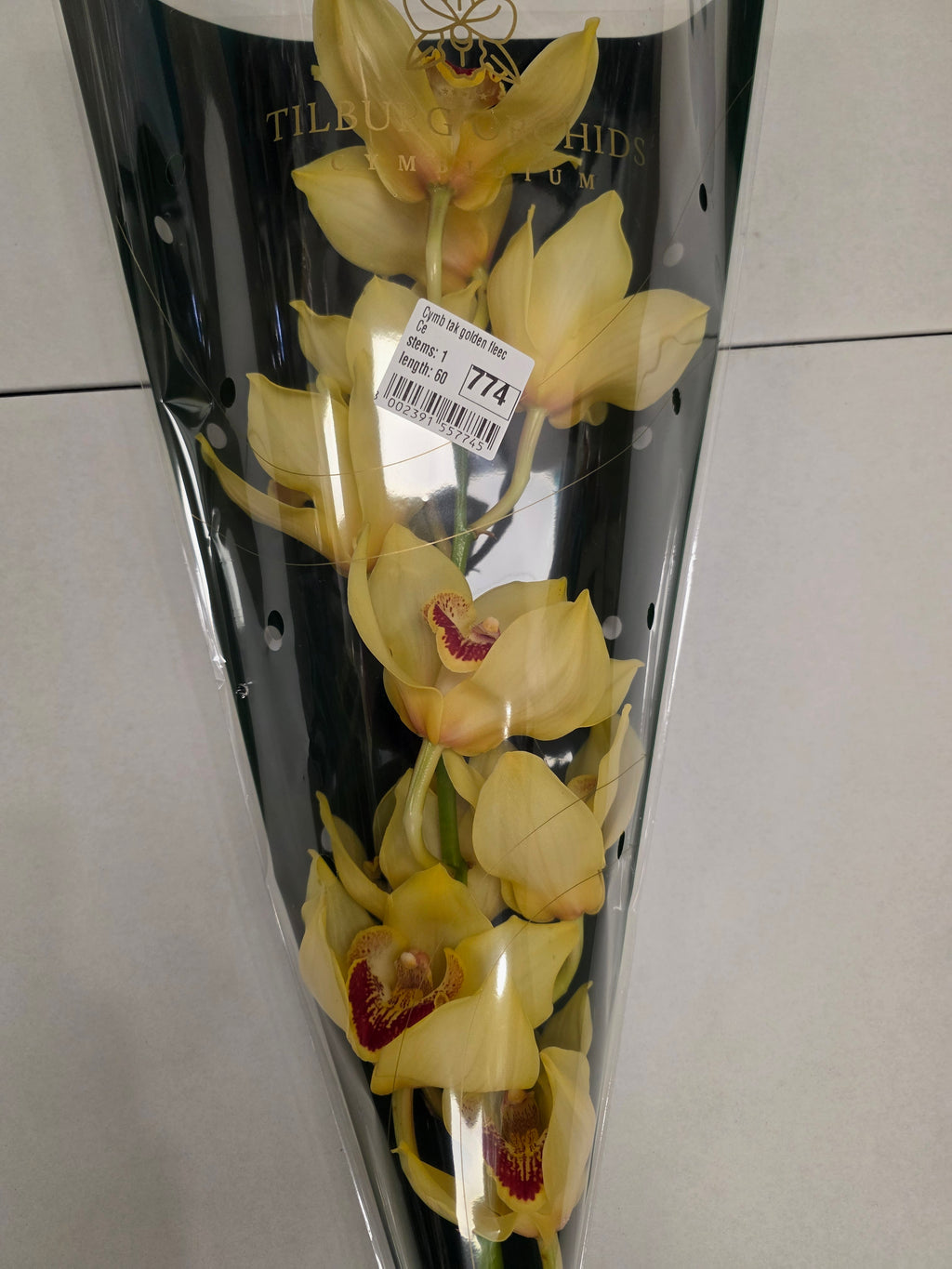 Farm Fresh Orchid/Cymbidium Tak Golden Fleece (Bunch of 1 stems, Length 60cm)