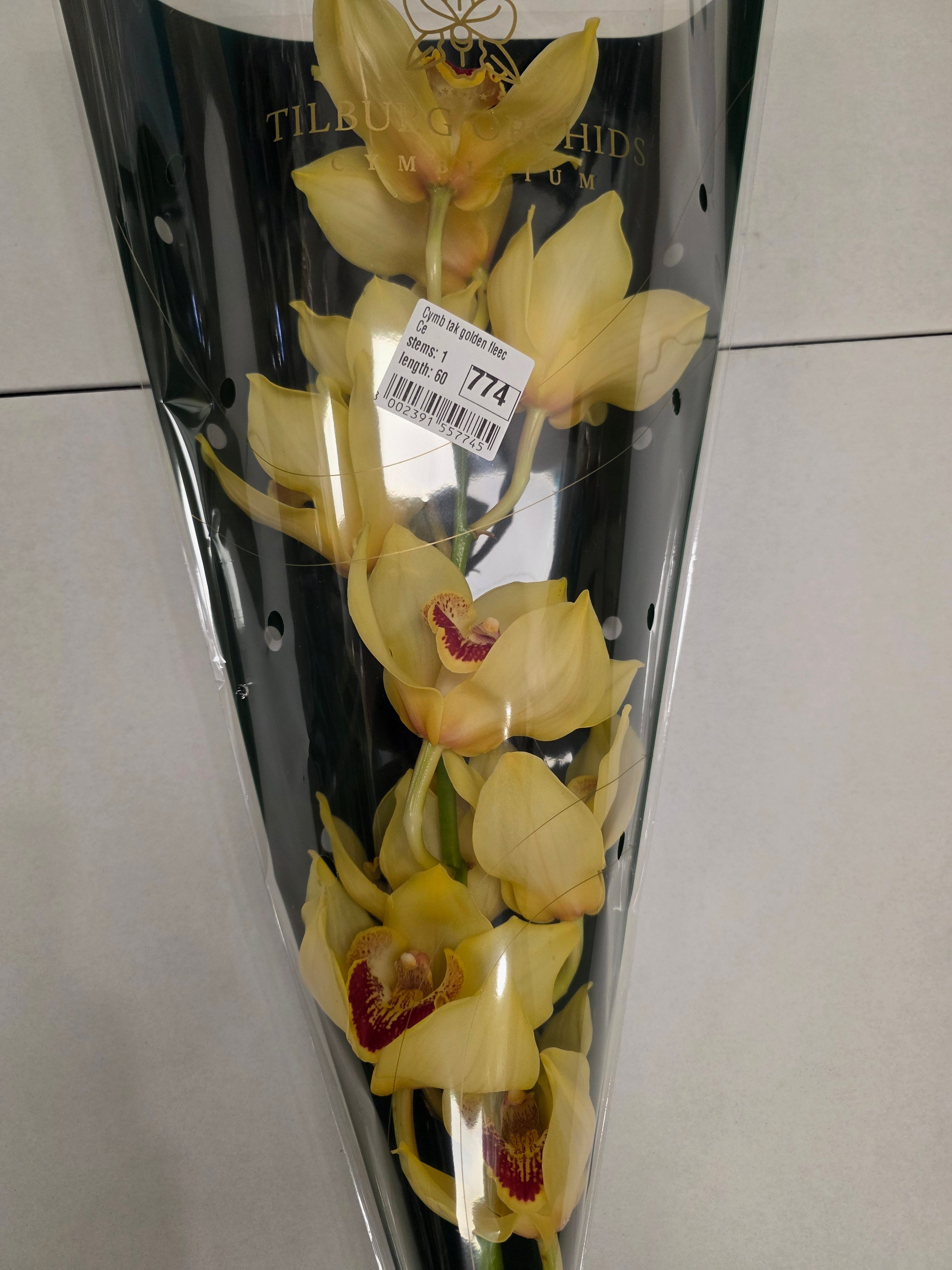 Farm Fresh Orchid/Cymbidium Tak Golden Fleece (Bunch of 1 stems, Length 60cm)