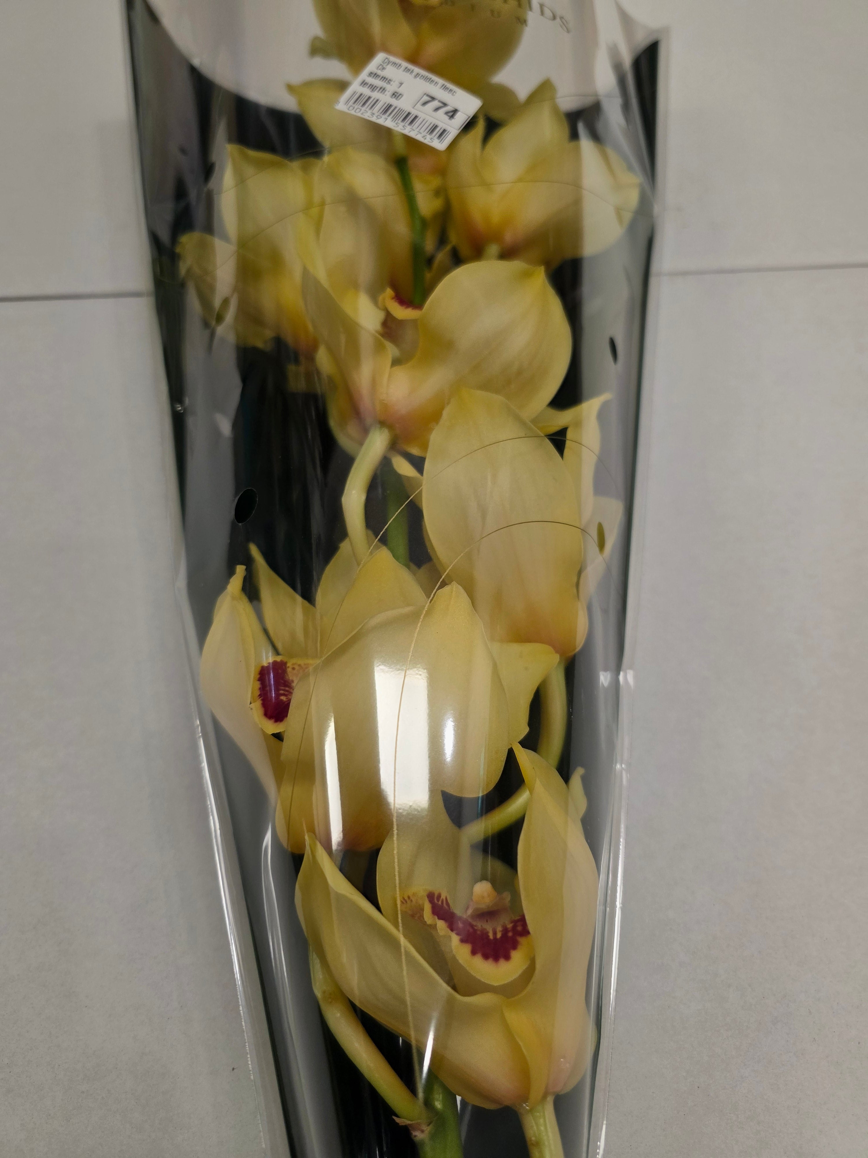 Farm Fresh Orchids/Cymbidium Tak Golden Fleece(Bunch of 1unit, Length 50cm)