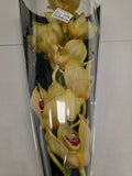 Farm Fresh Orchid/Cymbidium Tak Golden Fleece (Bunch of 1 stems, Length 60cm)