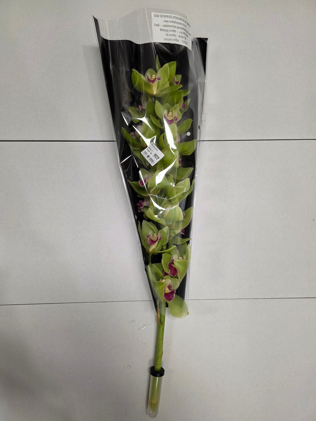 Farm Fresh Orchid/Cymbidium Tak Bremo (Bunch of 1 stems, Length 80cm)
