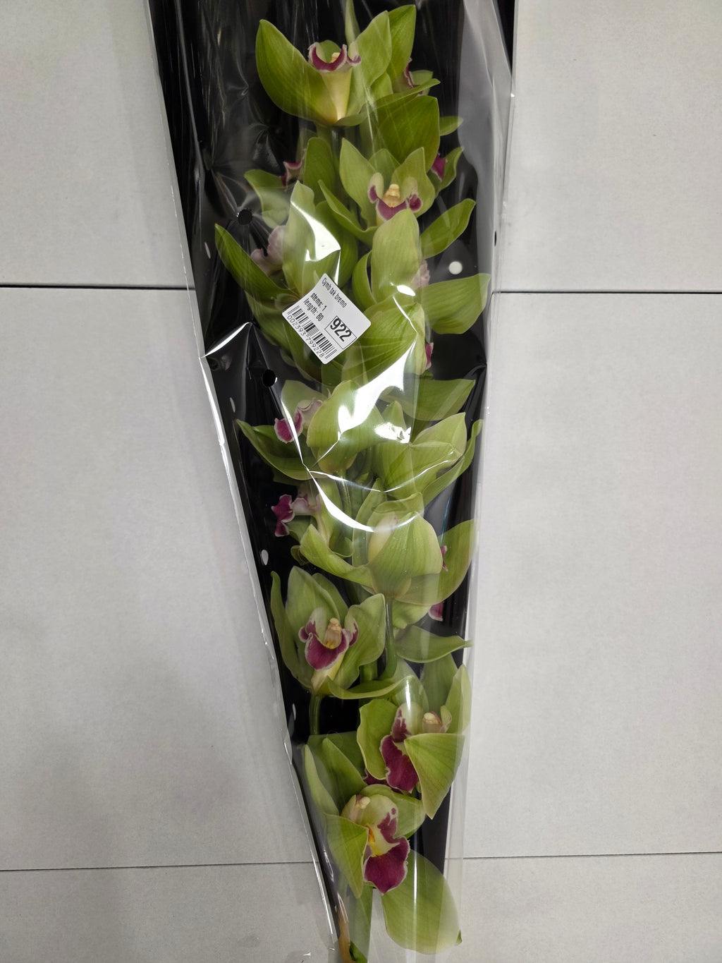 Farm Fresh Orchid/Cymbidium Tak Bremo (Bunch of 1 stems, Length 80cm)