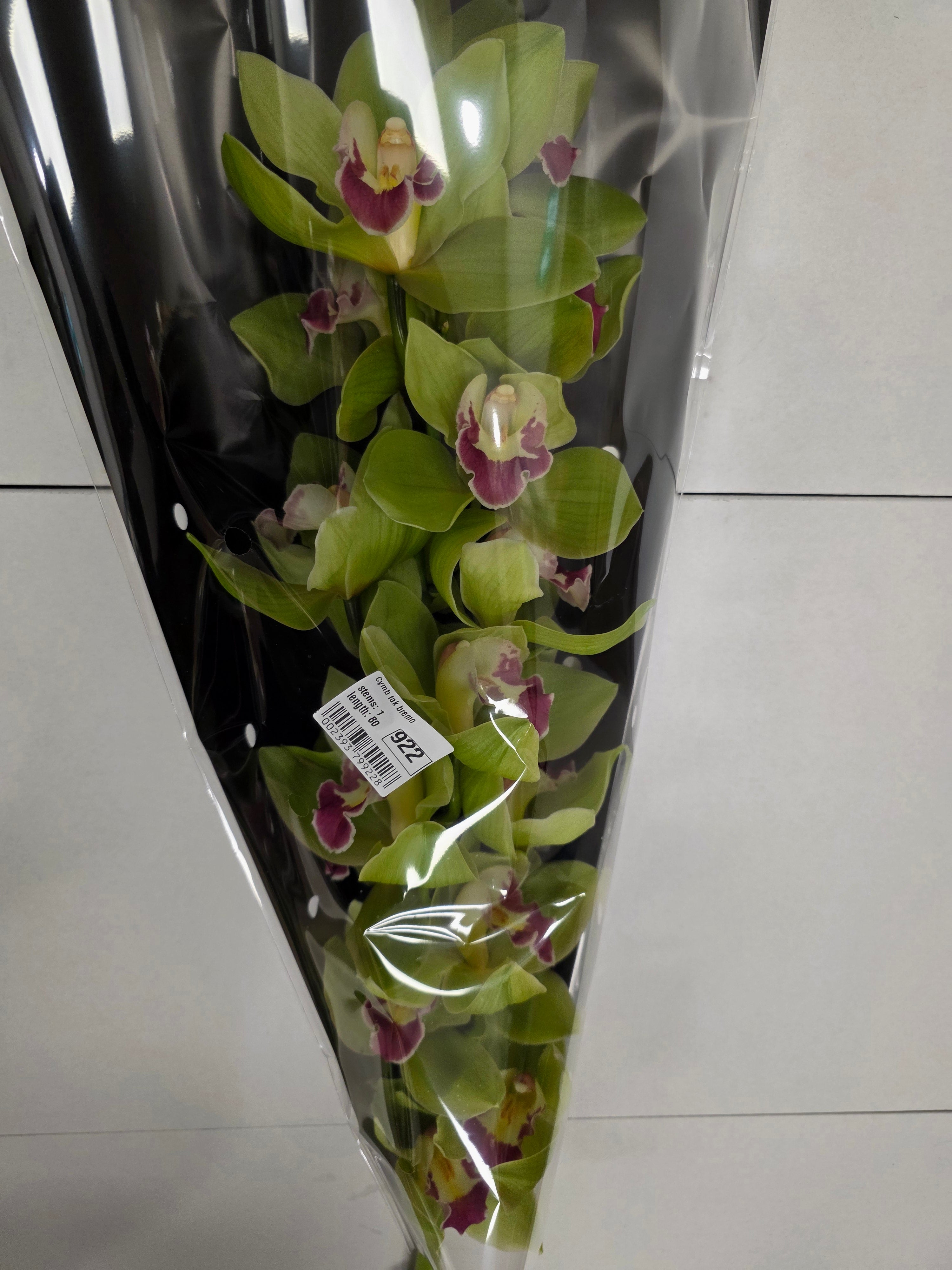 Farm Fresh Orchid/Cymbidium Tak Bremo (Bunch of 1 stems, Length 80cm)