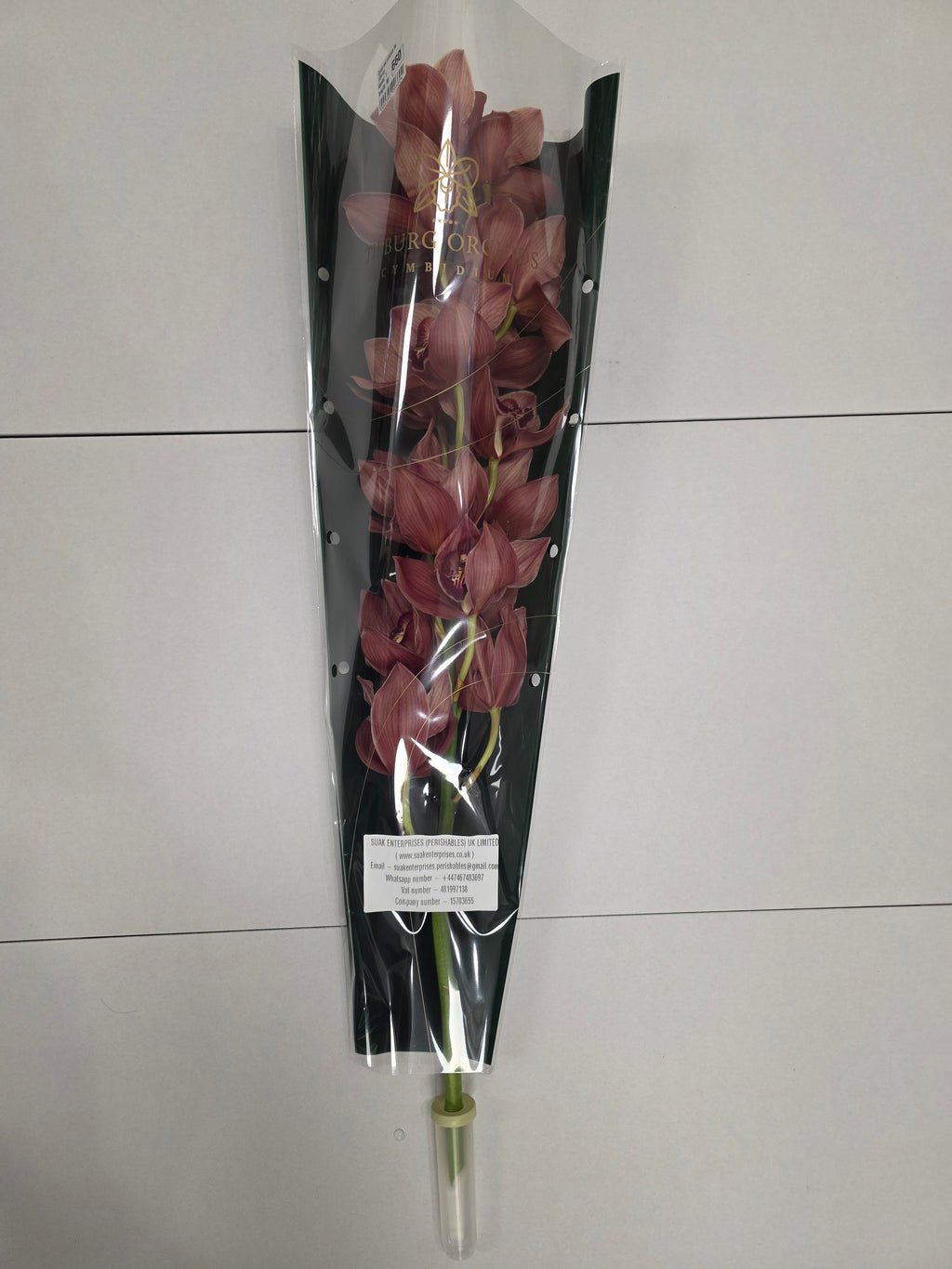 Farm Fresh Orchid/Cymbidium Tak Princess Frederica (Bunch of 1 stems, Length 80cm)