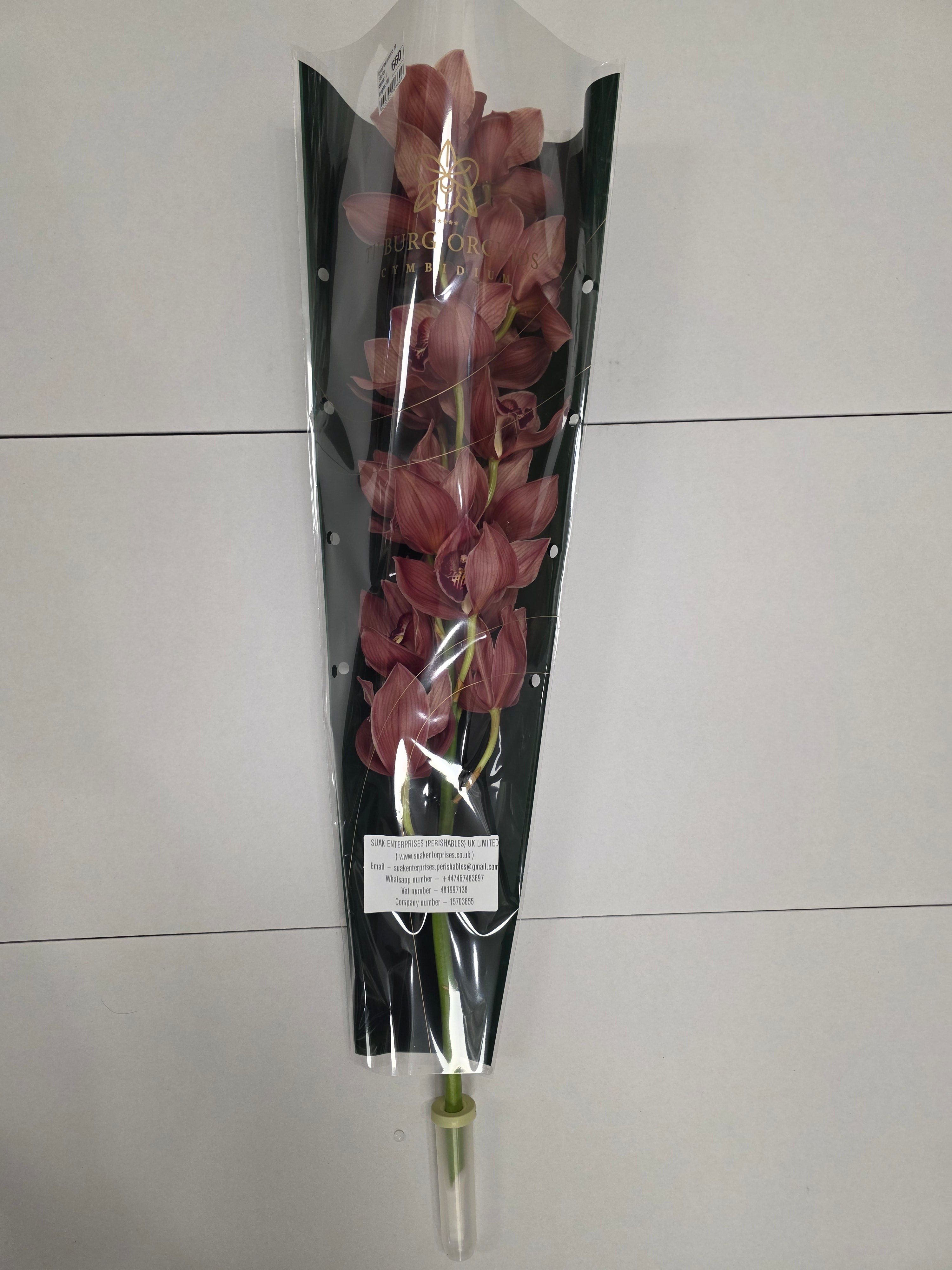 Farm Fresh Orchid/Cymbidium Tak Princess Frederica (Bunch of 1 stems, Length 80cm)
