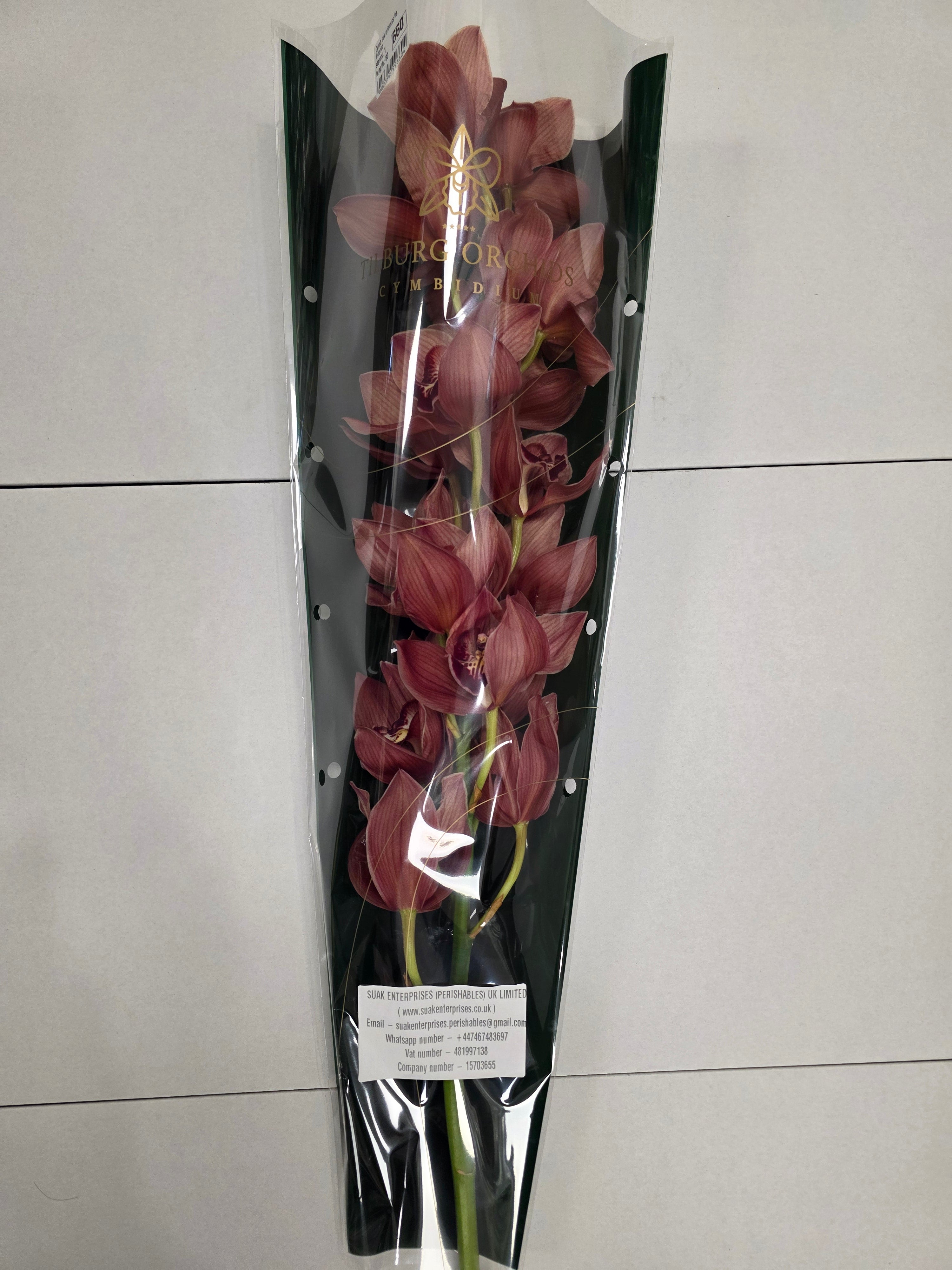 Farm Fresh Orchid/Cymbidium Tak Princess Frederica (Bunch of 1 stems, Length 80cm)