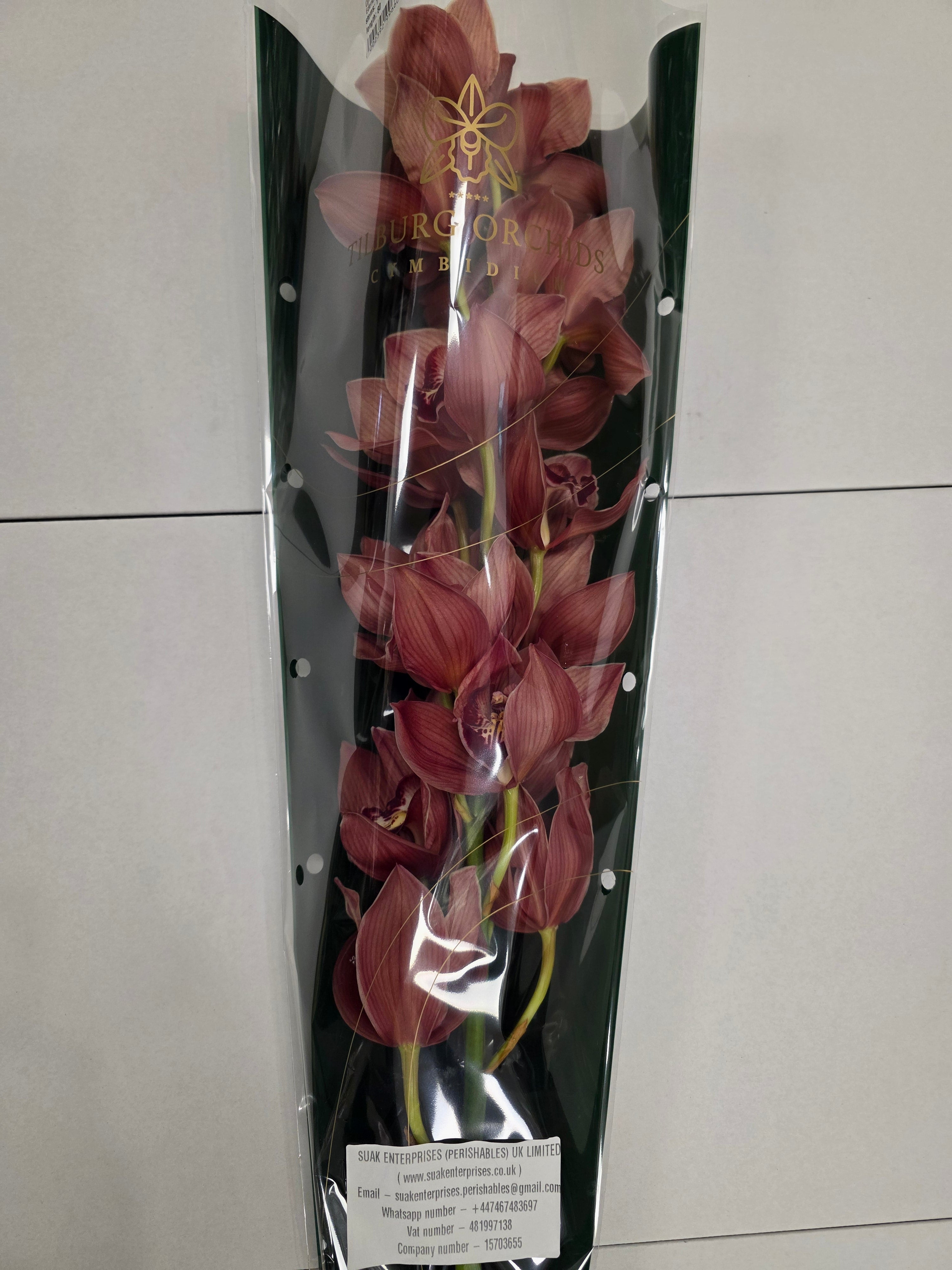 Farm Fresh Orchid/Cymbidium Tak Princess Frederica (Bunch of 1 stems, Length 80cm)