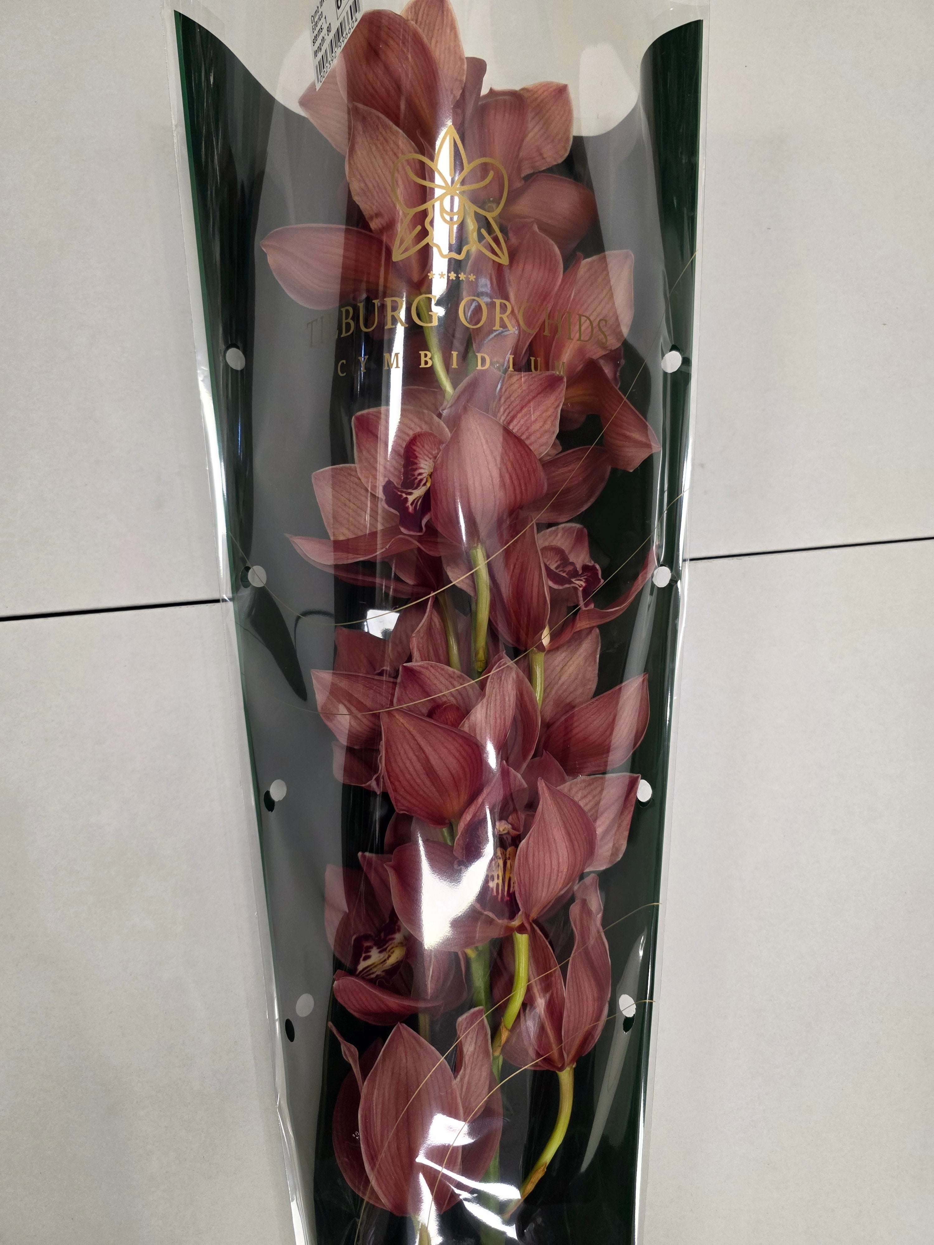 Farm Fresh Orchid/Cymbidium Tak Princess Frederica (Bunch of 1 stems, Length 80cm)