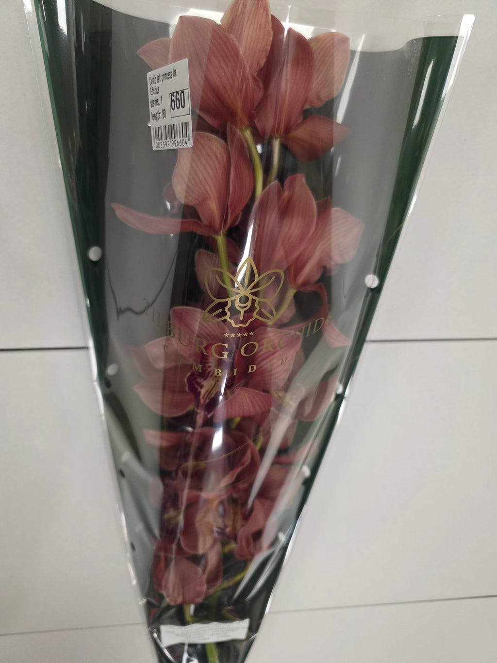Farm Fresh Orchid/Cymbidium Tak Princess Frederica (Bunch of 1 stems, Length 80cm)