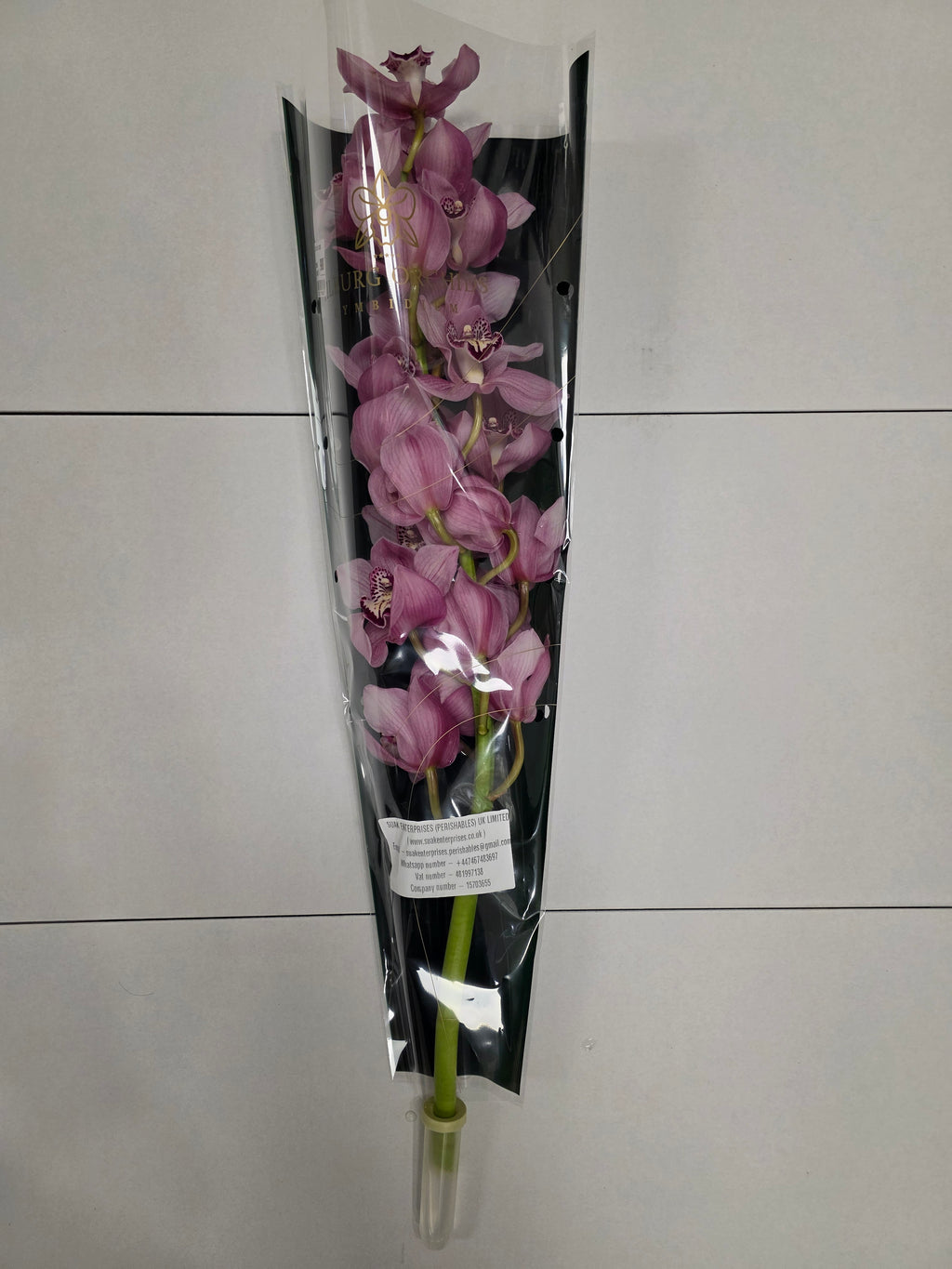 Farm Fresh Orchid/Cymbidium Tak Sky Scraper (Bunch of 1 stems, Length 80cm)