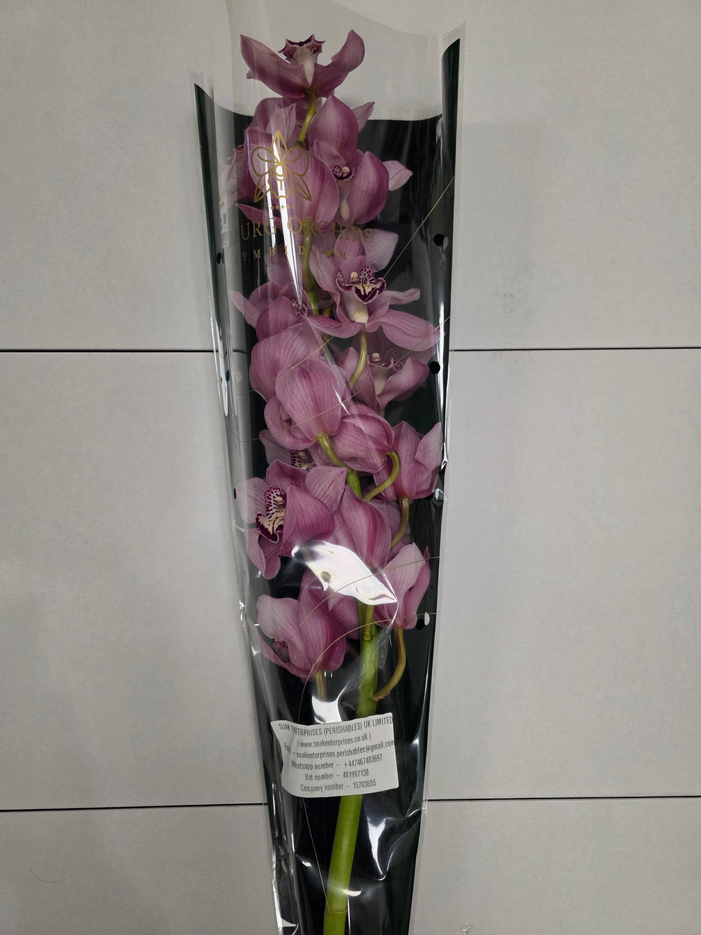 Farm Fresh Orchid/Cymbidium Tak Sky Scraper (Bunch of 1 stems, Length 80cm)