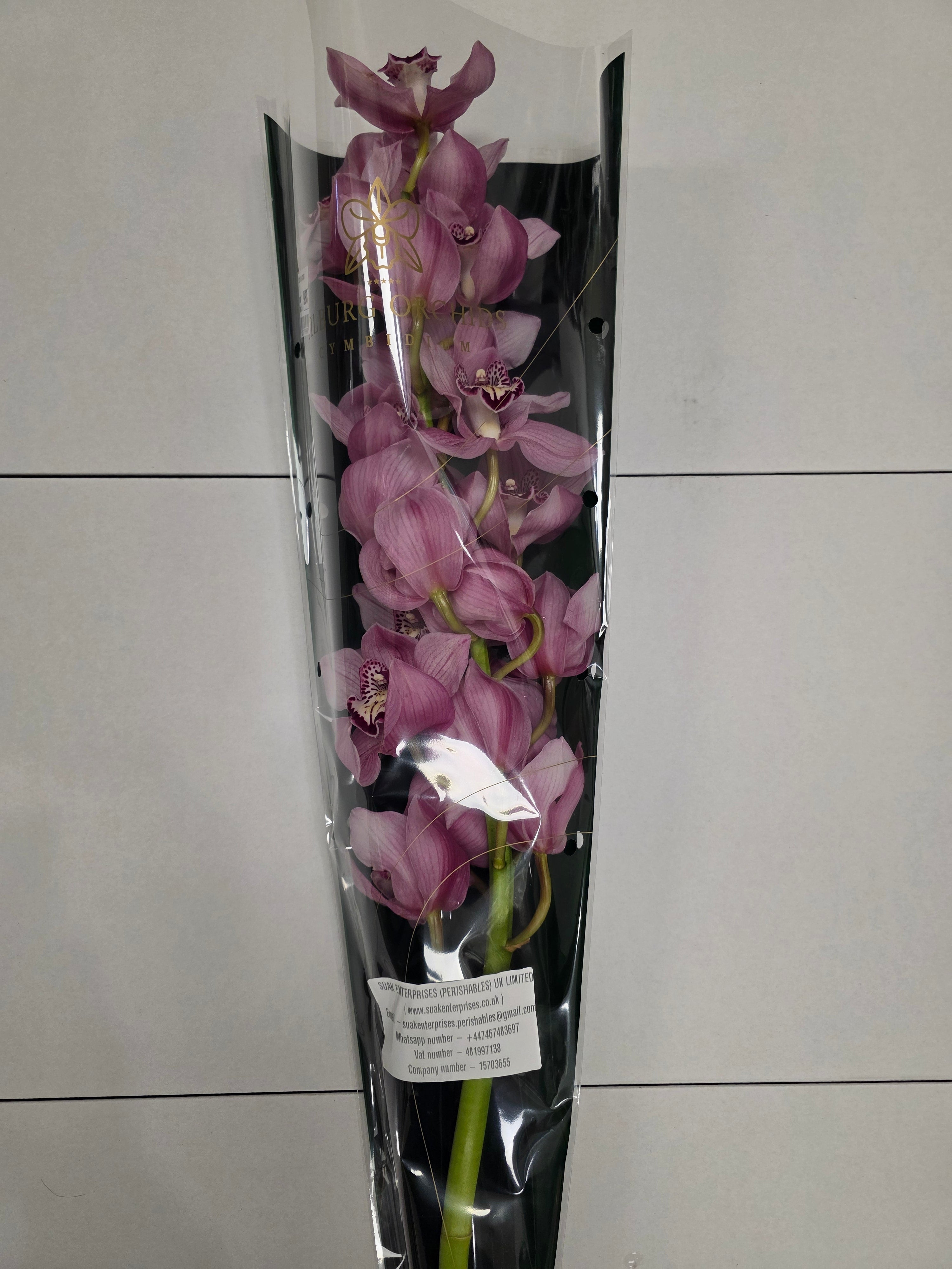 Farm Fresh Orchid/Cymbidium Tak Sky Scraper (Bunch of 1 stems, Length 80cm)