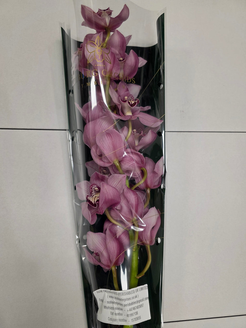 Farm Fresh Orchid/Cymbidium Tak Sky Scraper (Bunch of 1 stems, Length 80cm)