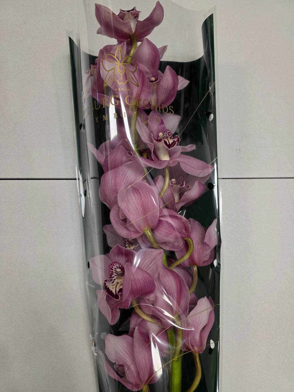 Farm Fresh Orchid/Cymbidium Tak Sky Scraper (Bunch of 1 stems, Length 80cm)