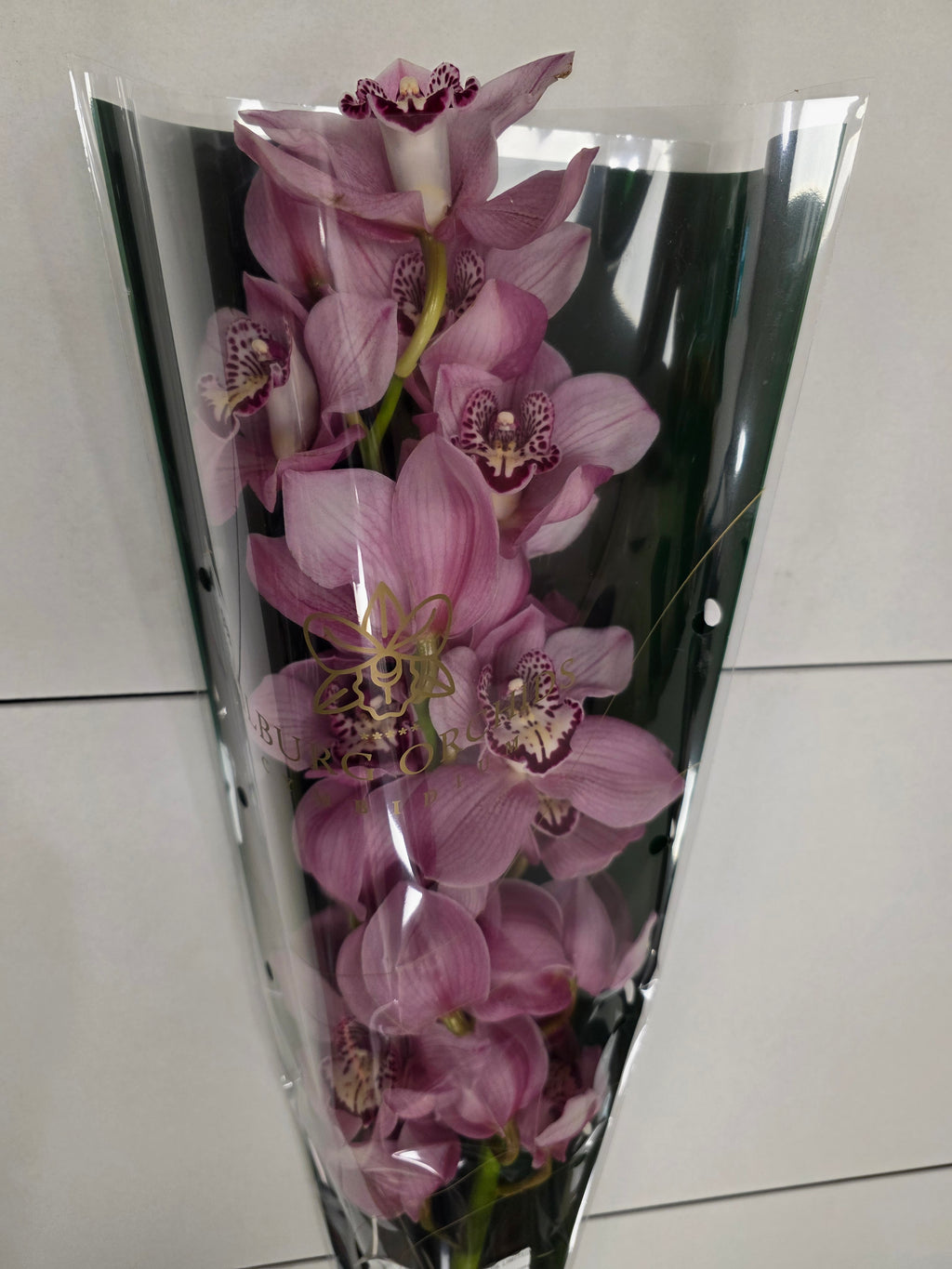 Farm Fresh Orchid/Cymbidium Tak Sky Scraper (Bunch of 1 stems, Length 80cm)
