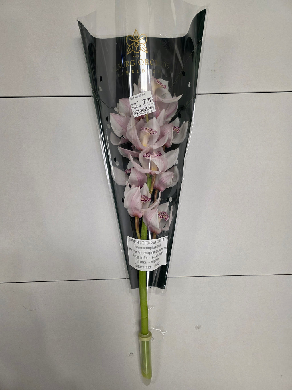 Farm Fresh Orchid/Cymbidium Tak Noorderlich (Bunch of 1 stems, Length 60cm)