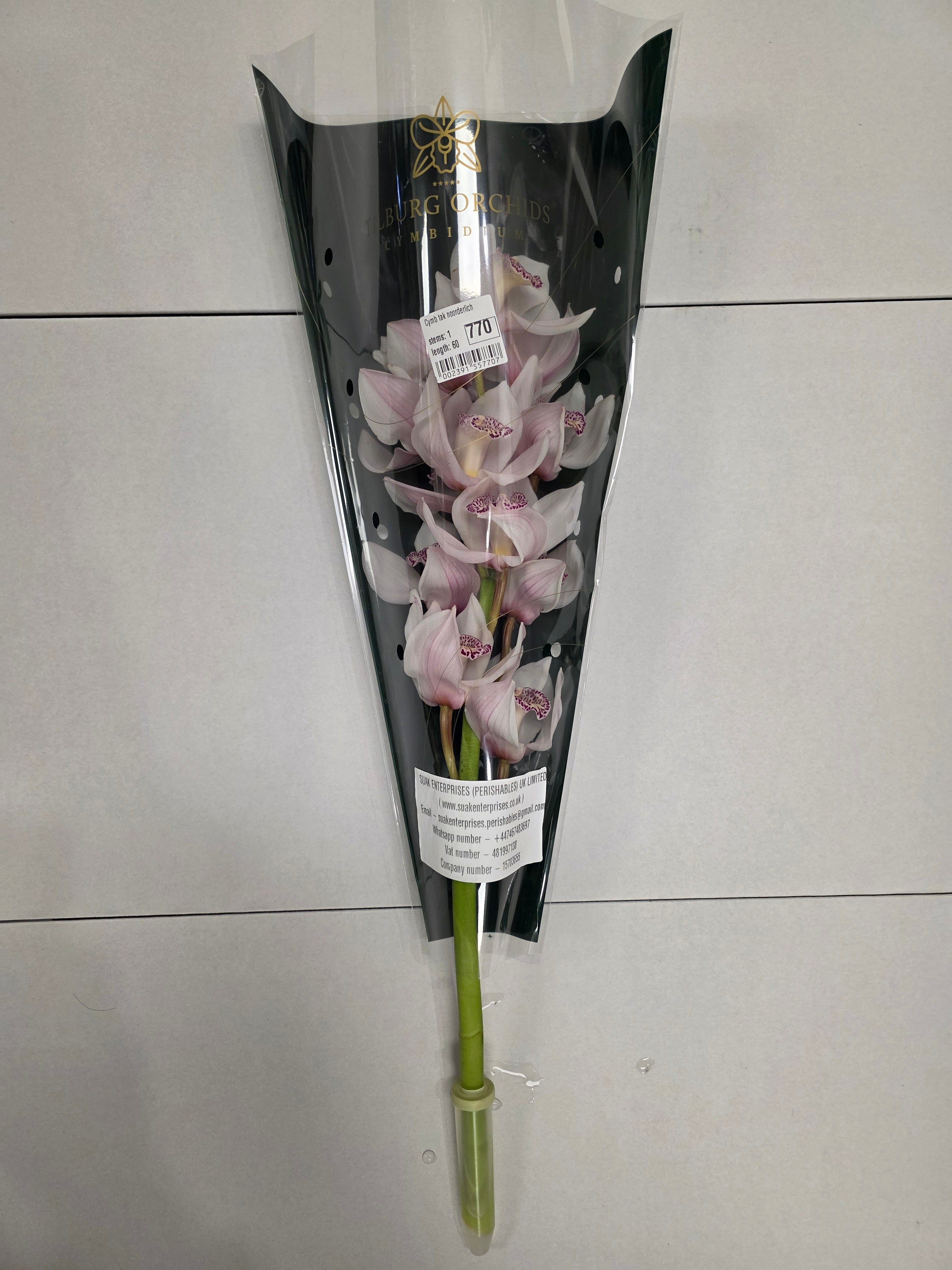 Farm Fresh Orchid/Cymbidium Tak Noorderlich (Bunch of 1 stems, Length 60cm)