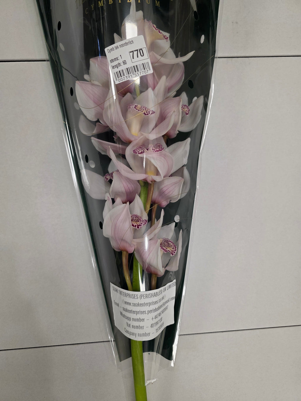 Farm Fresh Orchid/Cymbidium Tak Noorderlich (Bunch of 1 stems, Length 60cm)