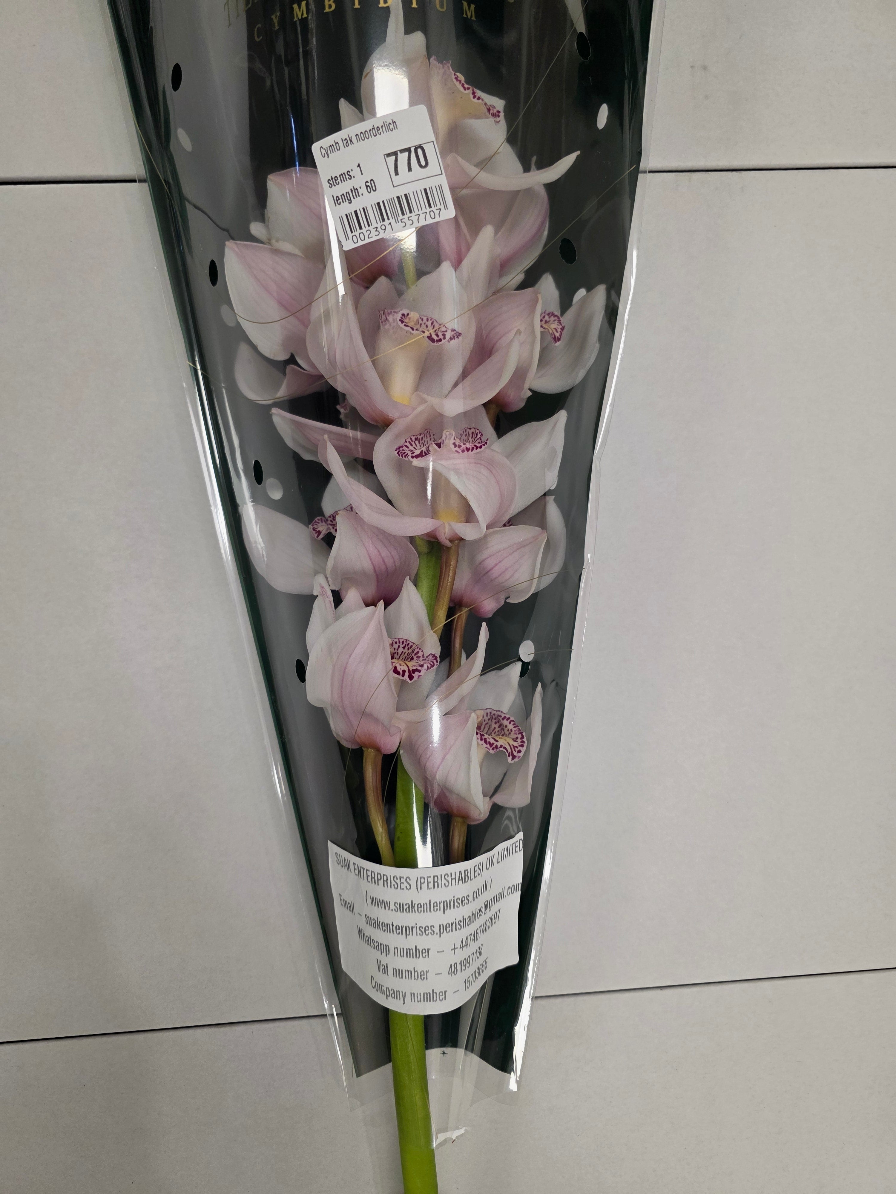 Farm Fresh Orchid/Cymbidium Tak Noorderlich (Bunch of 1 stems, Length 60cm)