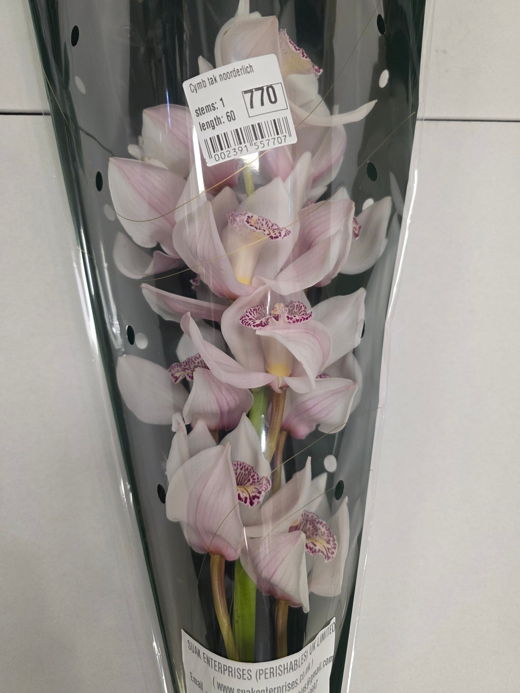 Farm Fresh Orchid/Cymbidium Tak Noorderlich (Bunch of 1 stems, Length 60cm)