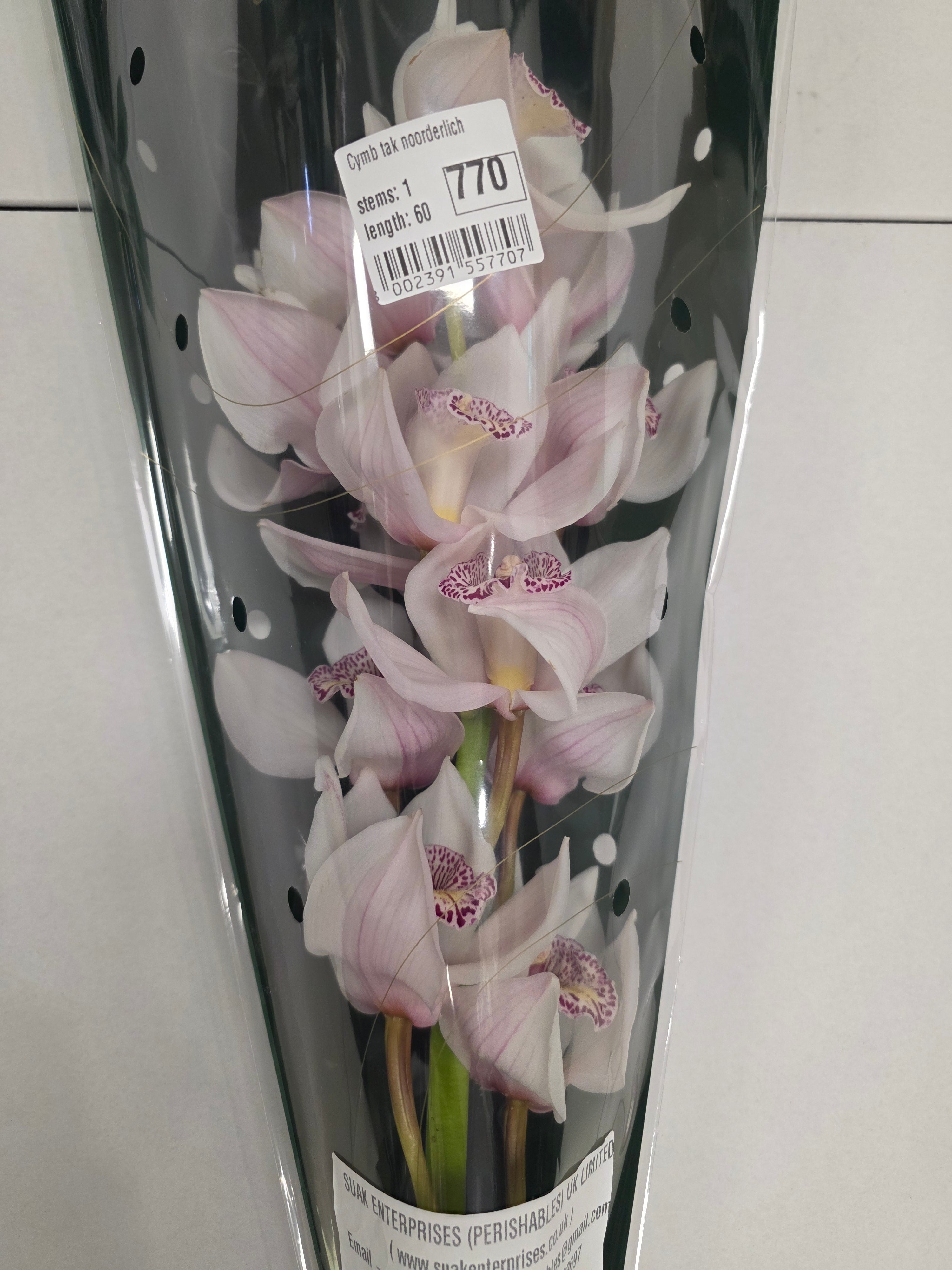 Farm Fresh Orchid/Cymbidium Tak Noorderlich (Bunch of 1 stems, Length 60cm)