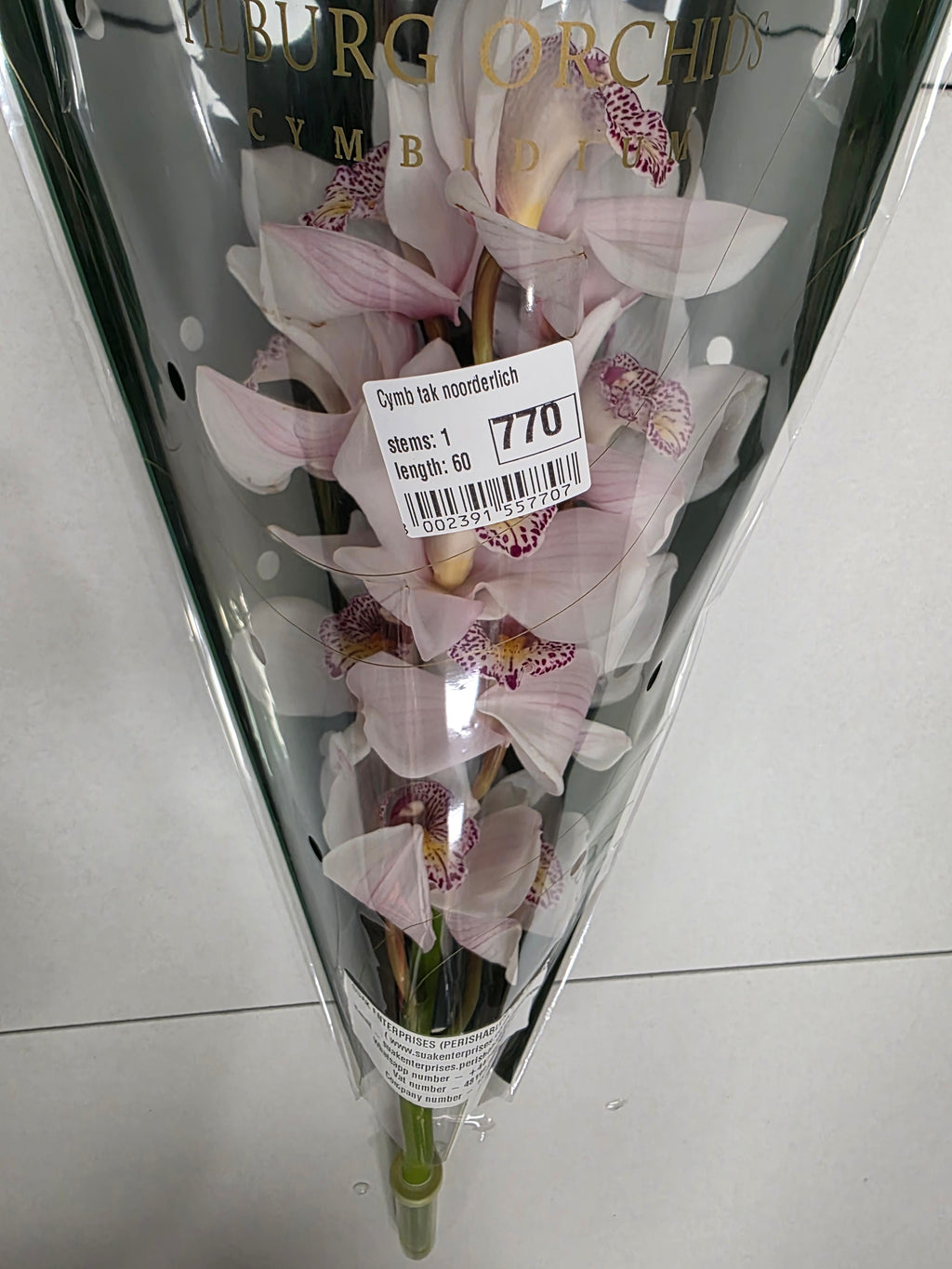 Farm Fresh Orchid/Cymbidium Tak Noorderlich (Bunch of 1 stems, Length 60cm)