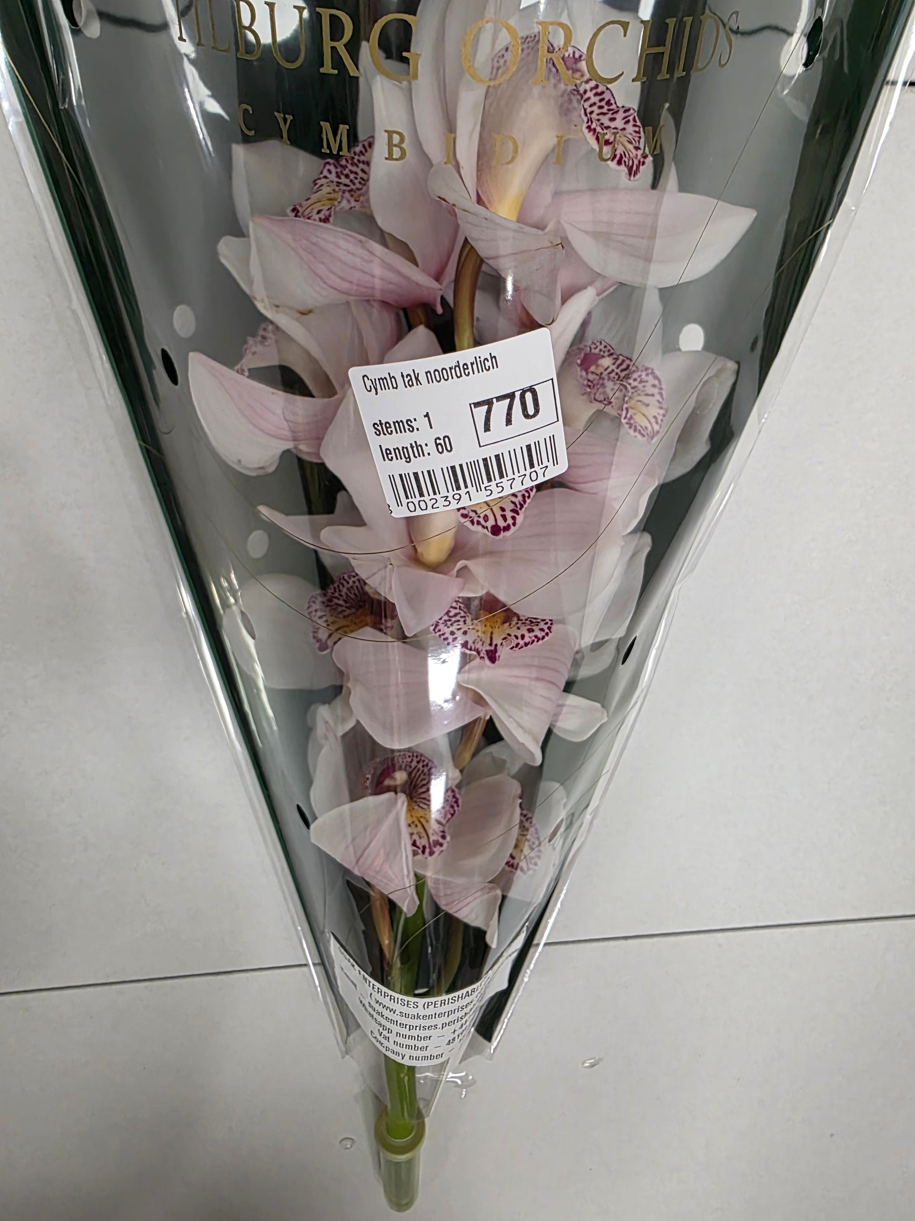 Farm Fresh Orchid/Cymbidium Tak Noorderlich (Bunch of 1 stems, Length 60cm)