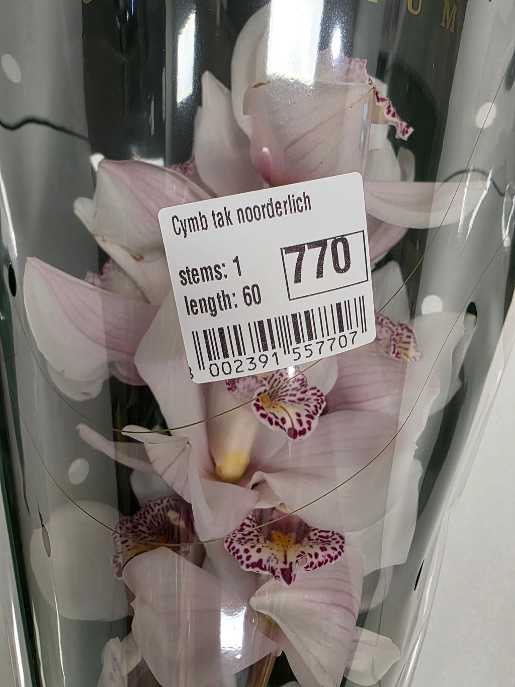 Farm Fresh Orchid/Cymbidium Tak Noorderlich (Bunch of 1 stems, Length 60cm)
