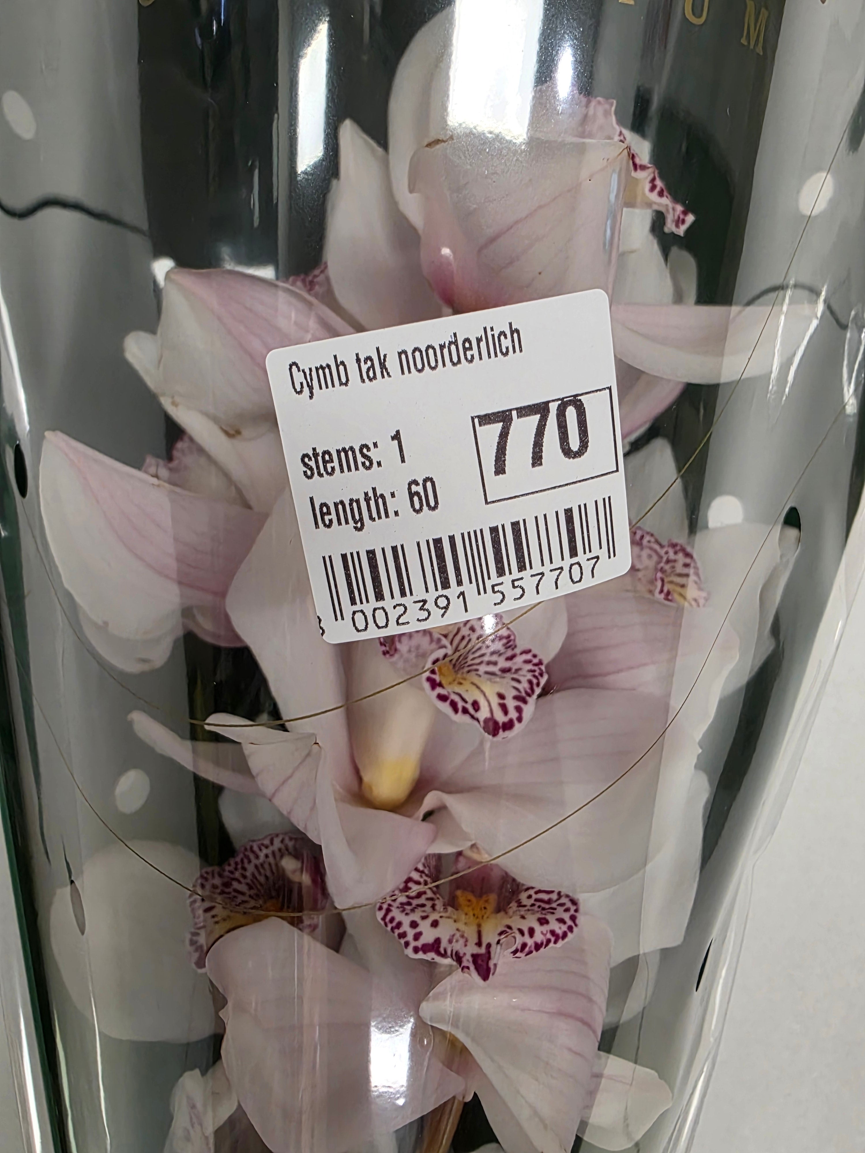 Farm Fresh Orchid/Cymbidium Tak Noorderlich (Bunch of 1 stems, Length 60cm)