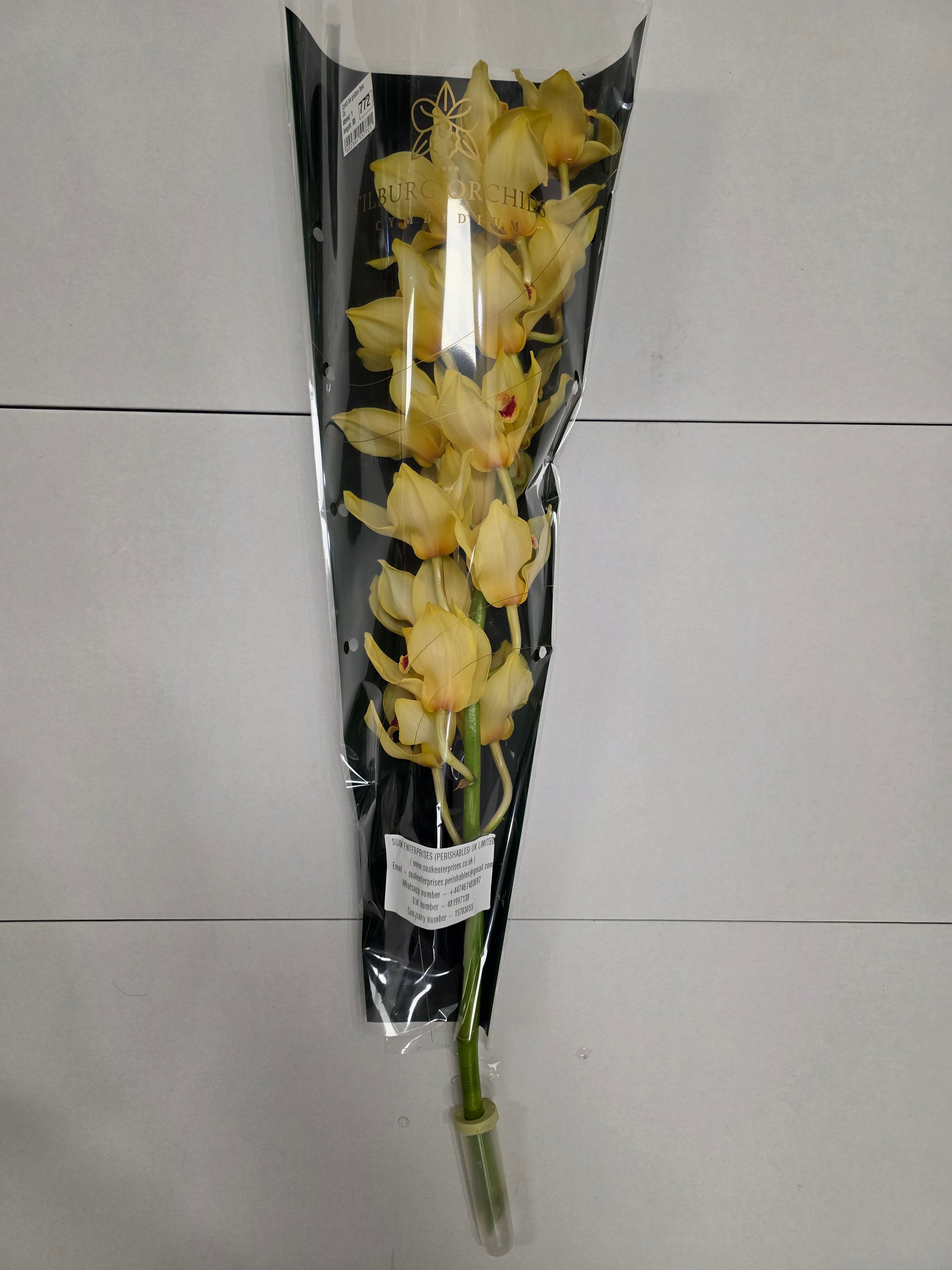 Farm Fresh Orchids/CymbidiumTak Golden Fleece(Bunch of 1unit, Length 70cm)