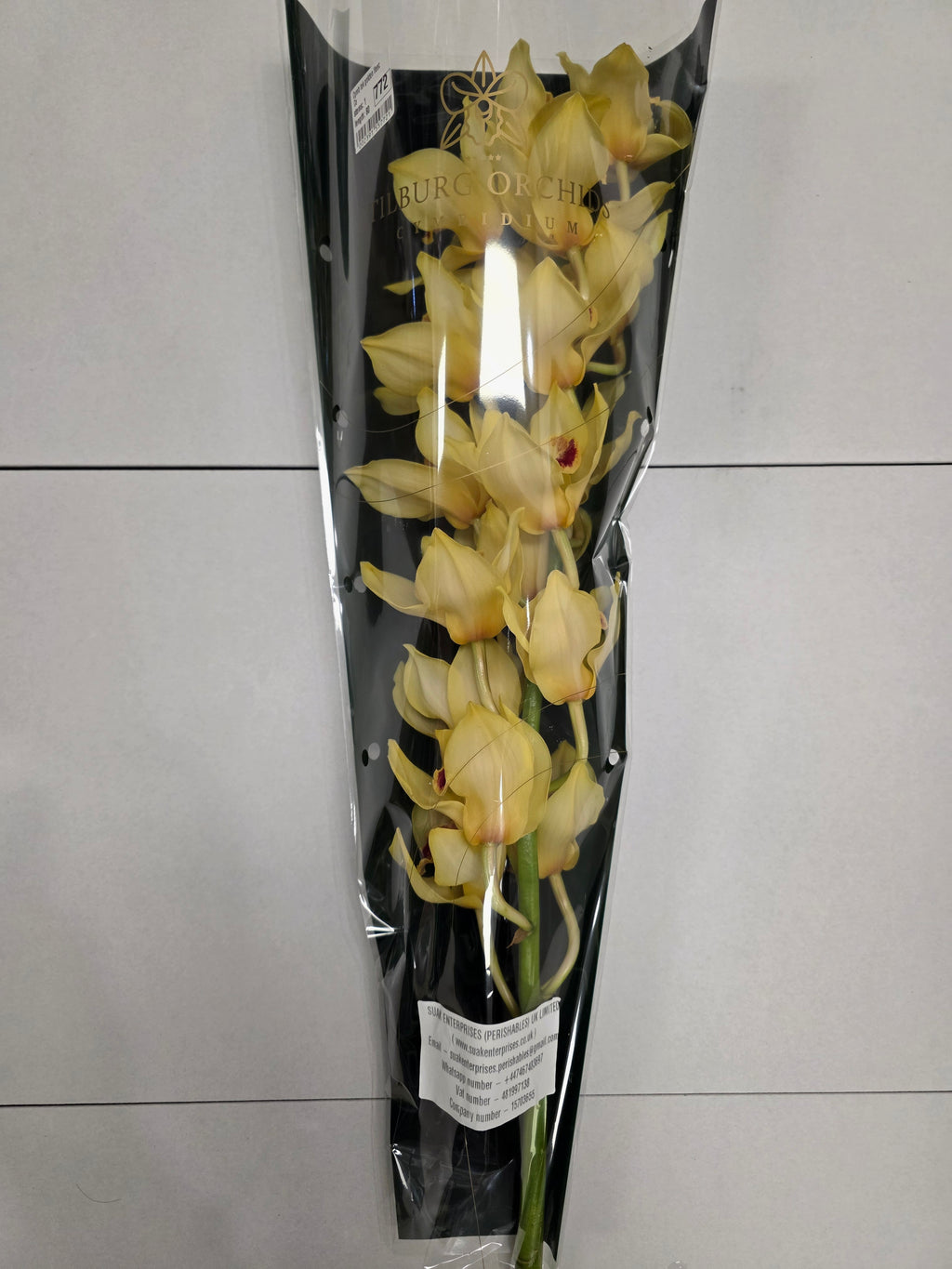 Farm Fresh Orchid/Cymbidium Tak Golden Fleece (Bunch of 1 stems, Length 80cm)