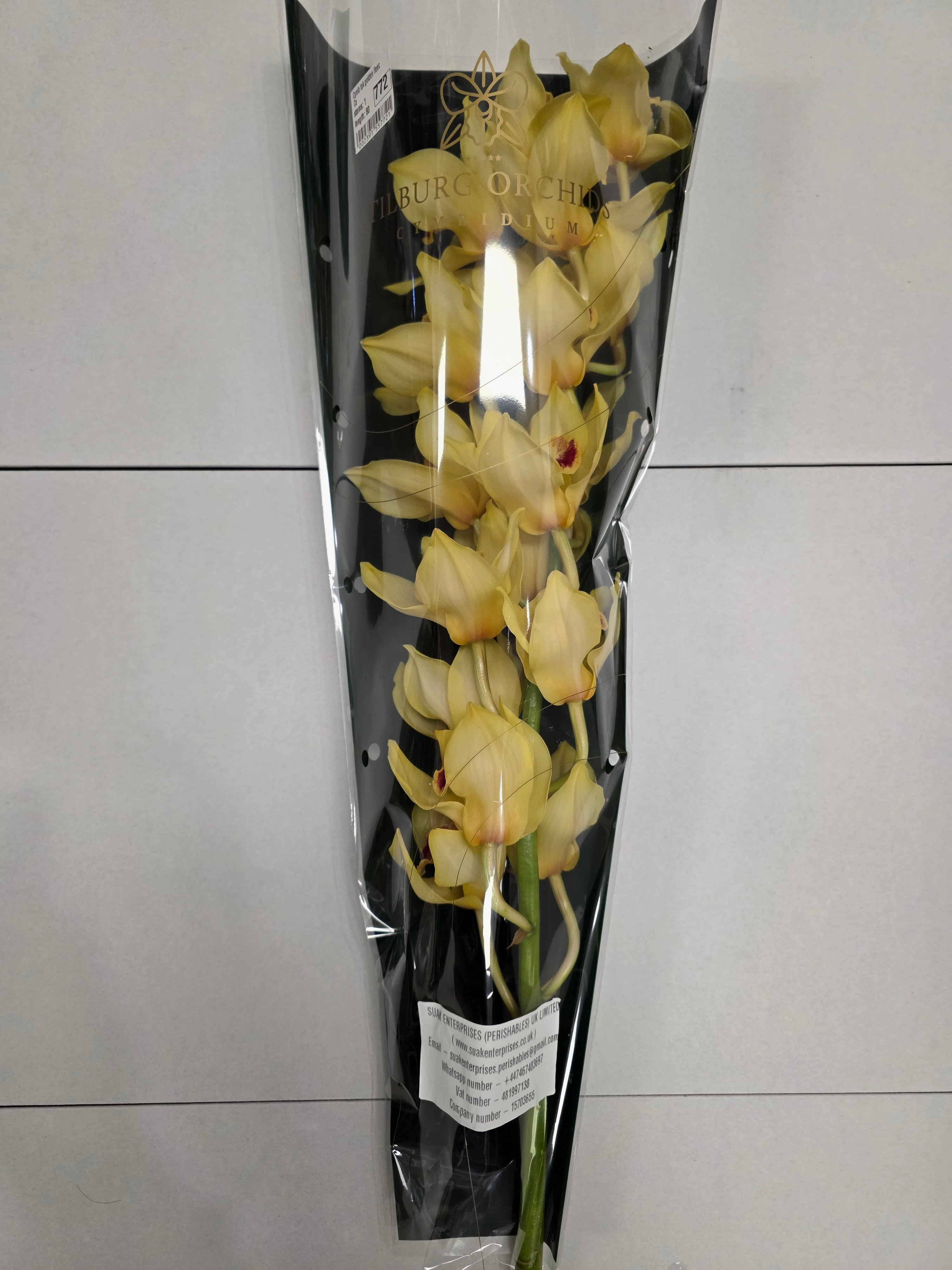 Farm Fresh Orchid/Cymbidium Tak Golden Fleece (Bunch of 1 stems, Length 80cm)