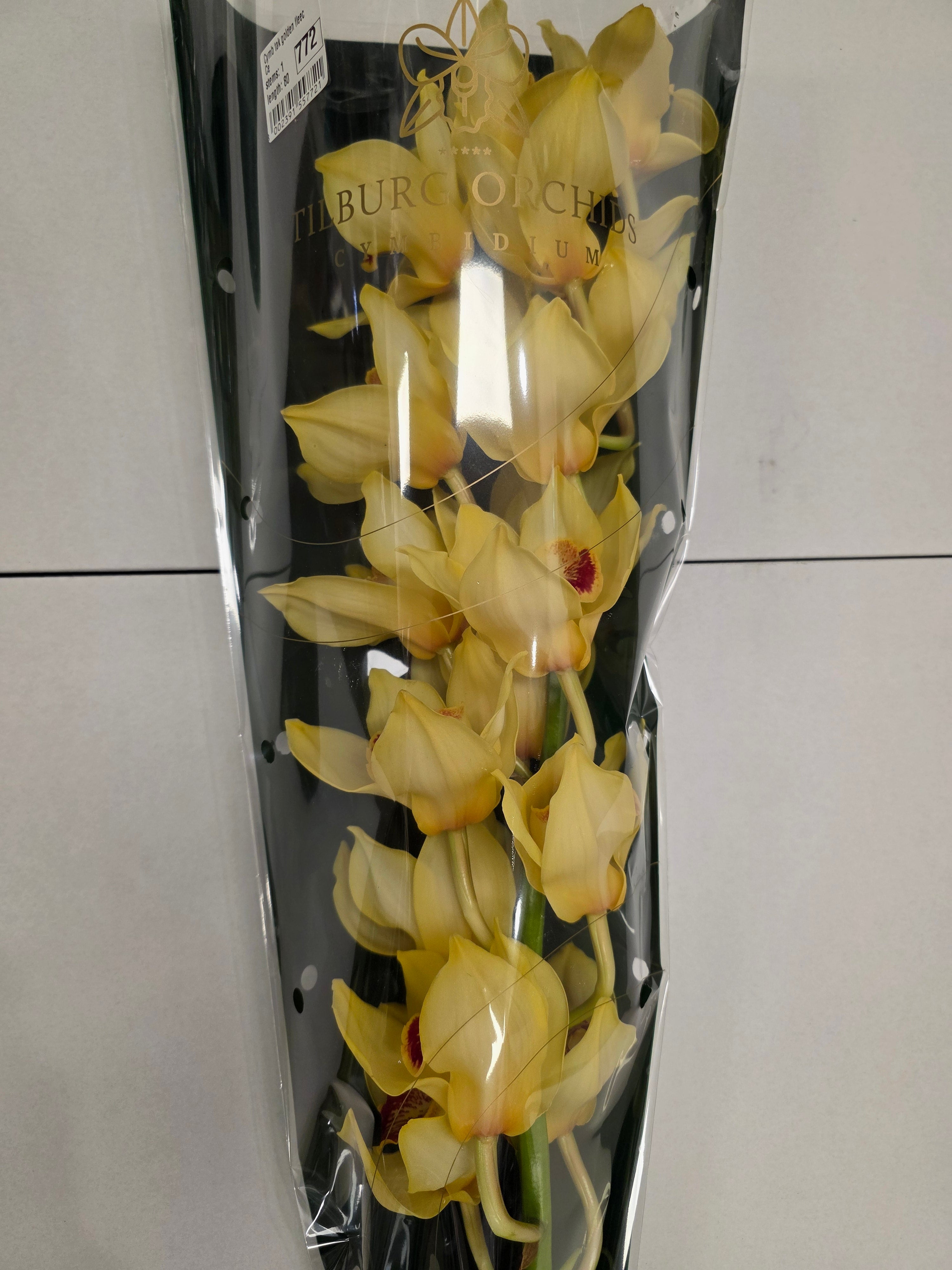 Farm Fresh Orchids/CymbidiumTak Golden Fleece(Bunch of 1unit, Length 70cm)
